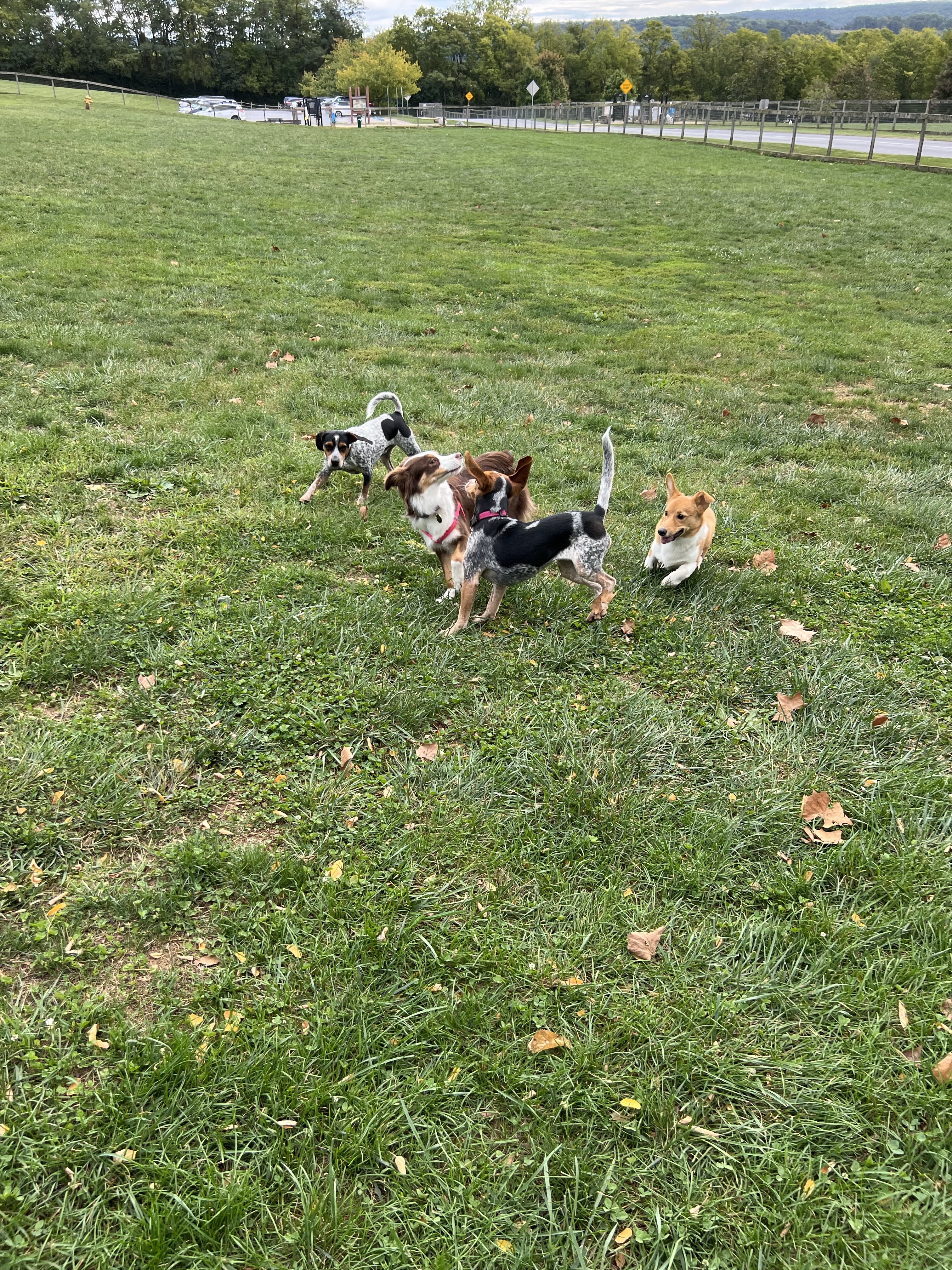 Canine Meadows John Rudy Park
