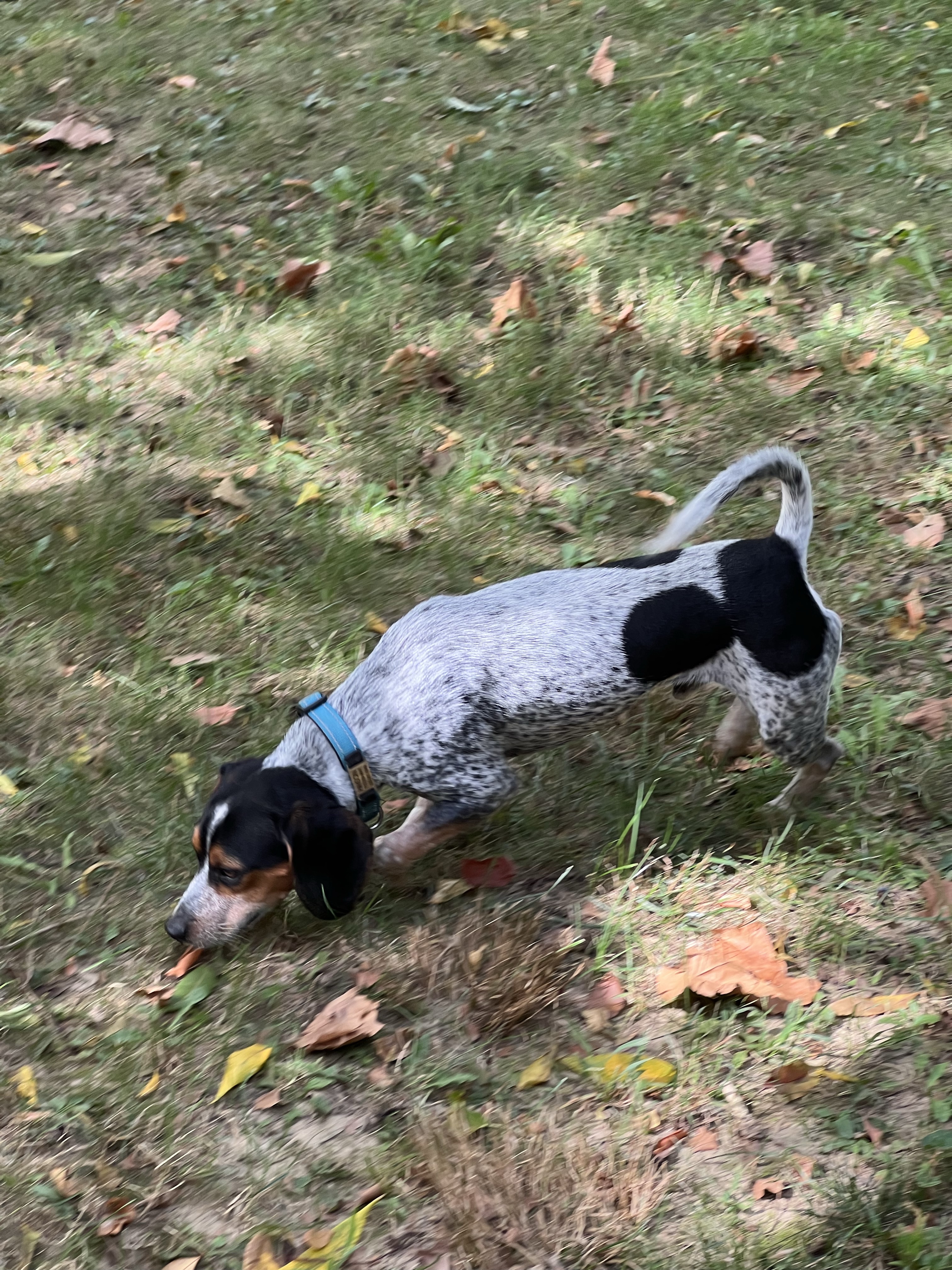 Canine Meadows John Rudy Park