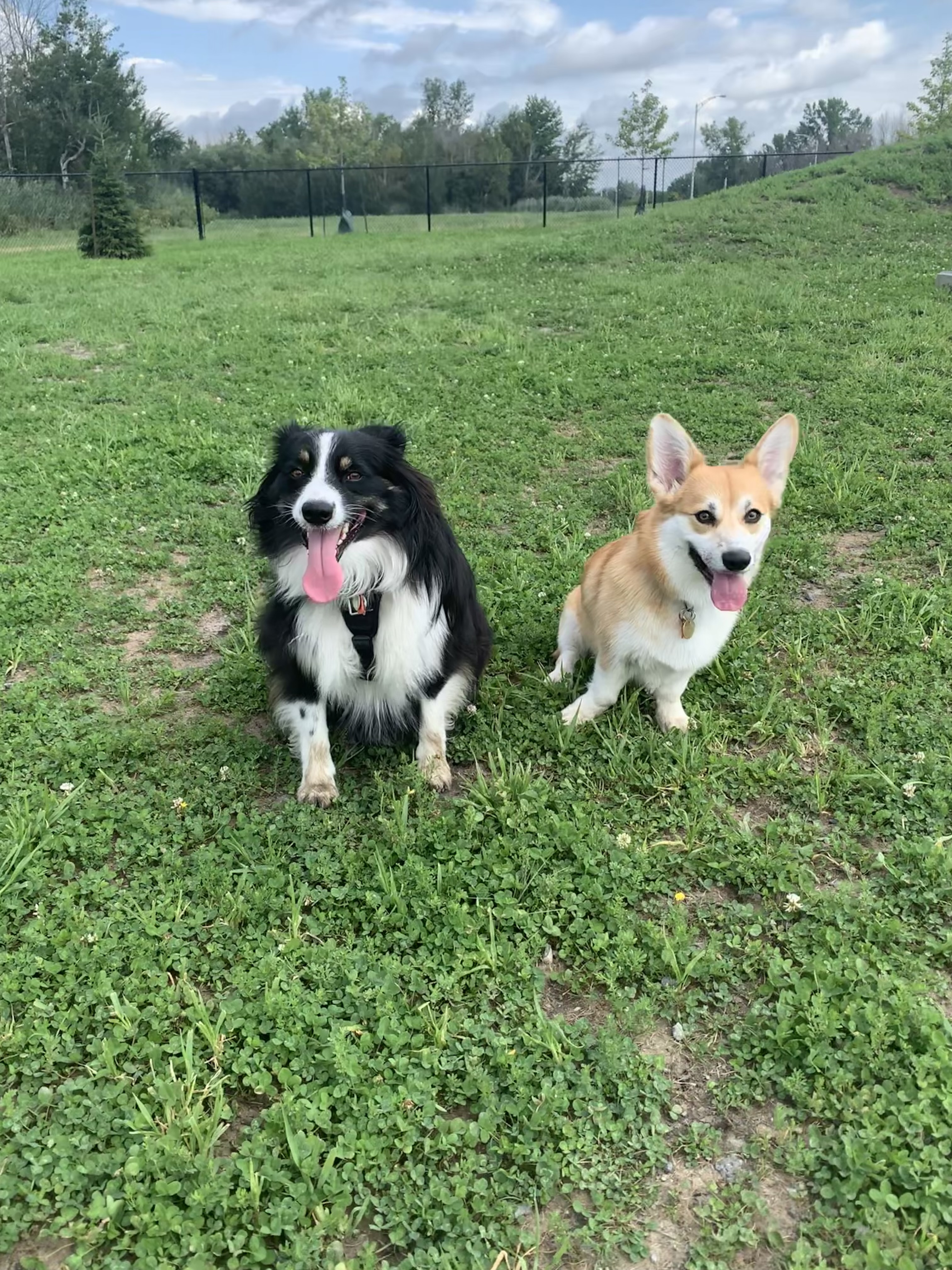 Parc canin de Mont-Saint-Hilaire