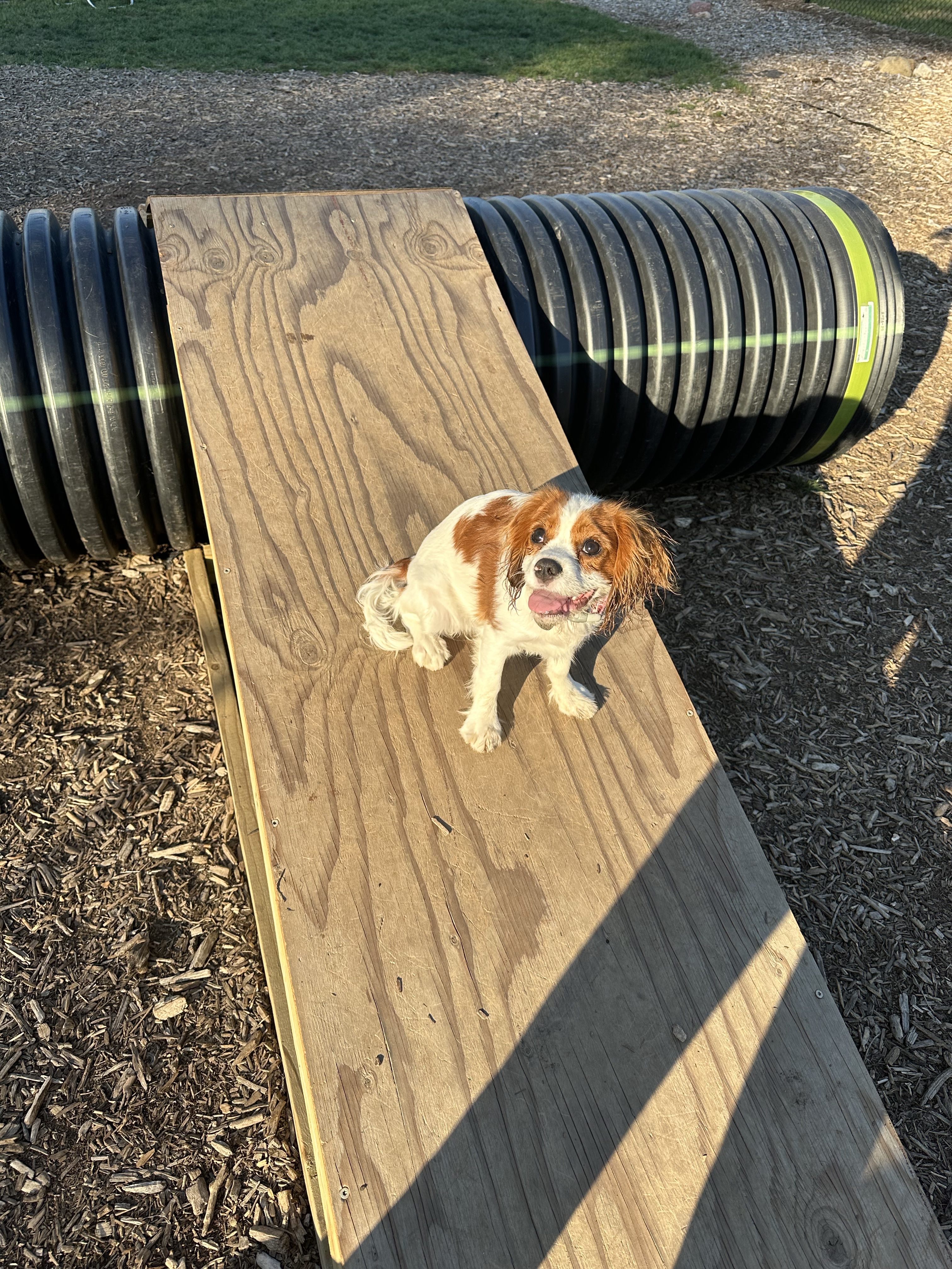 The Boneyard Dog Park & Biergarten