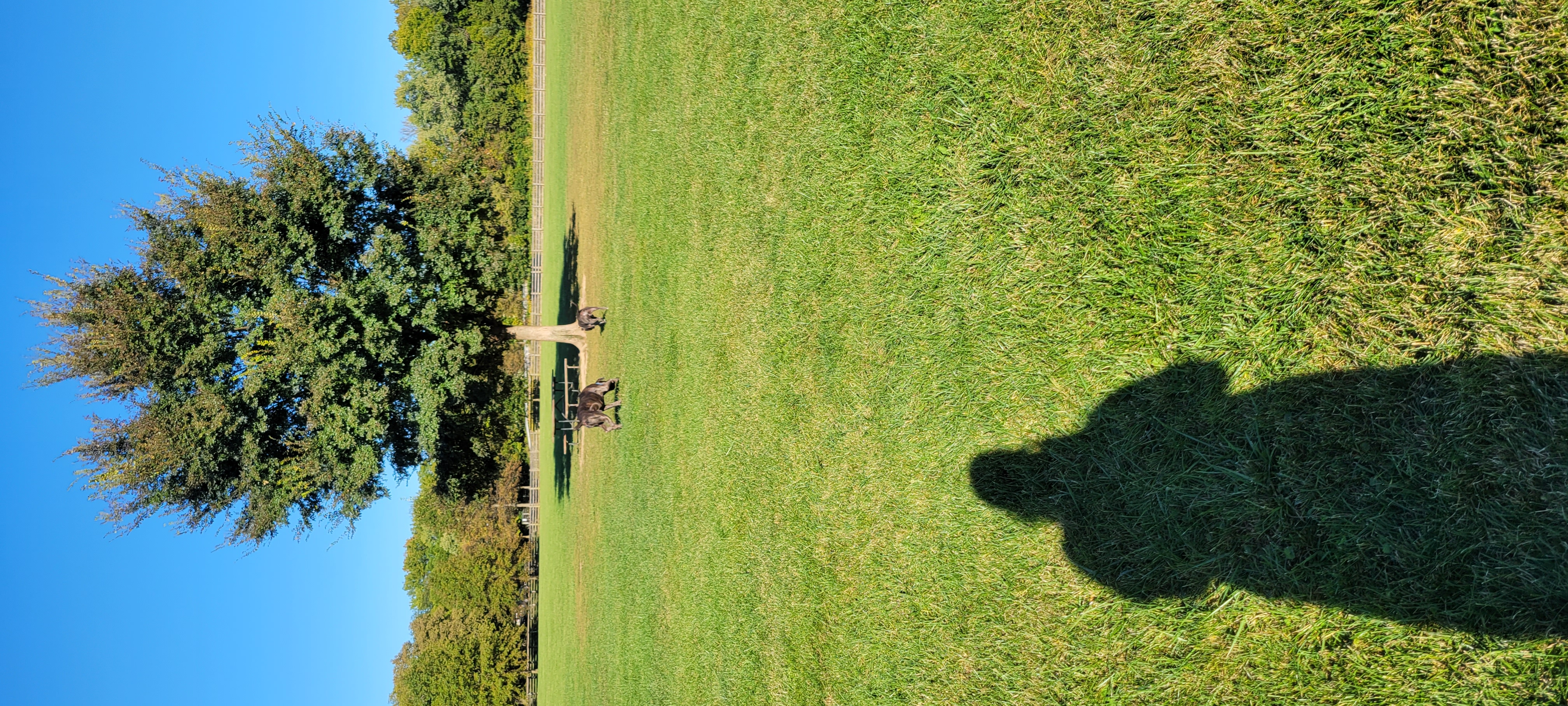 Three Creeks Park Dog Park