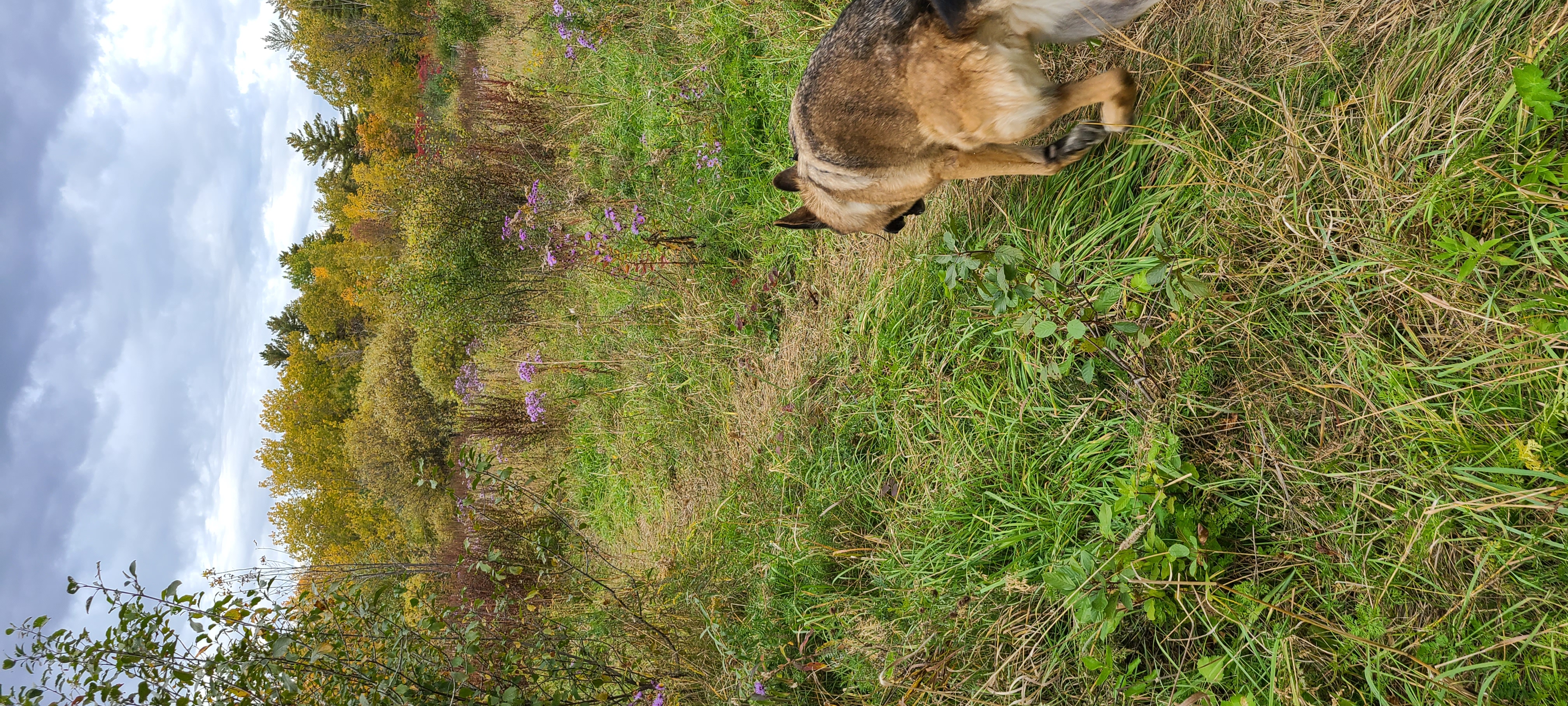 Technologie Dog Park