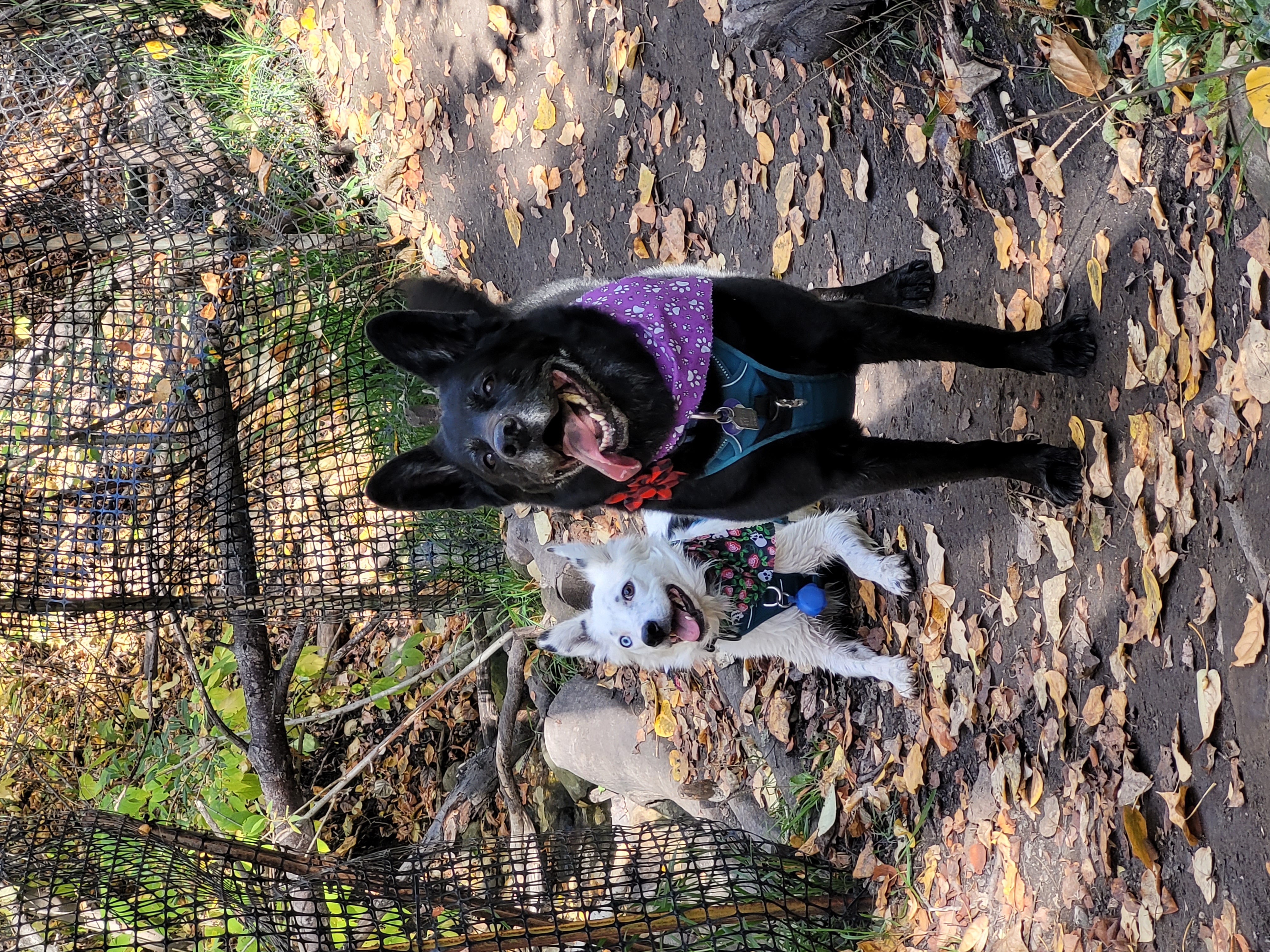 Shaganappi Off Leash Area