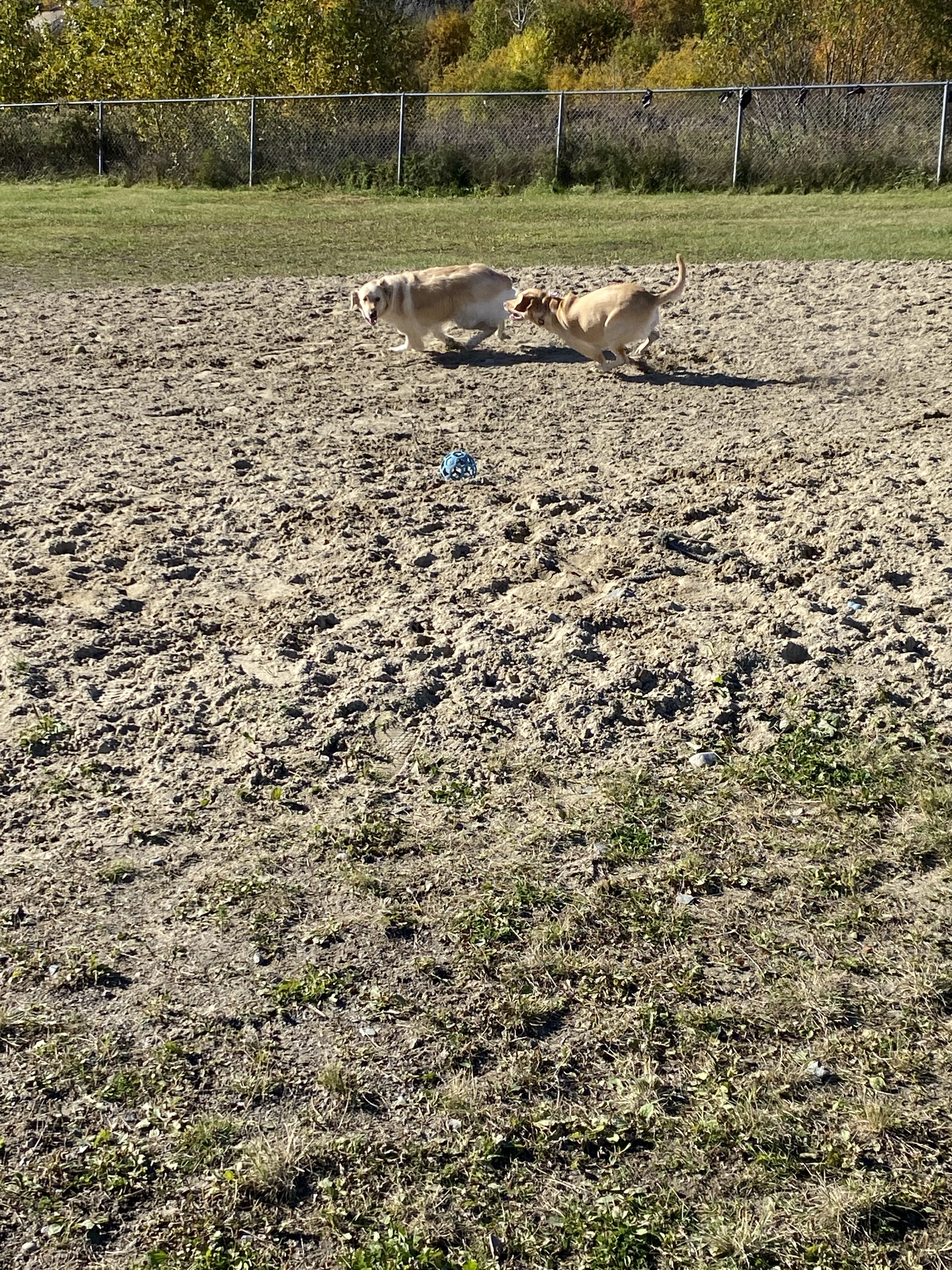 Minnow Lake Dog Park