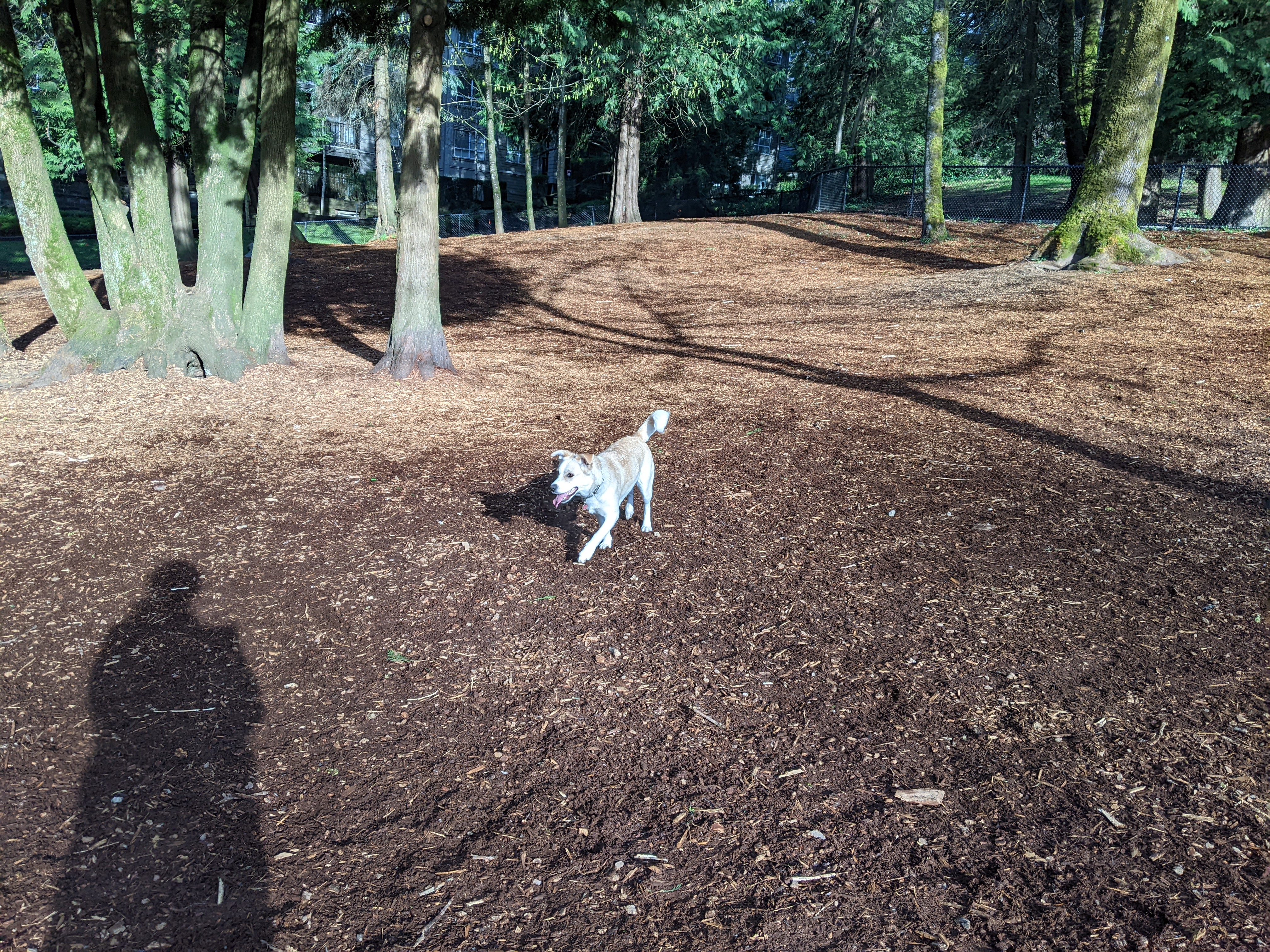 Keswick Park Dog Park