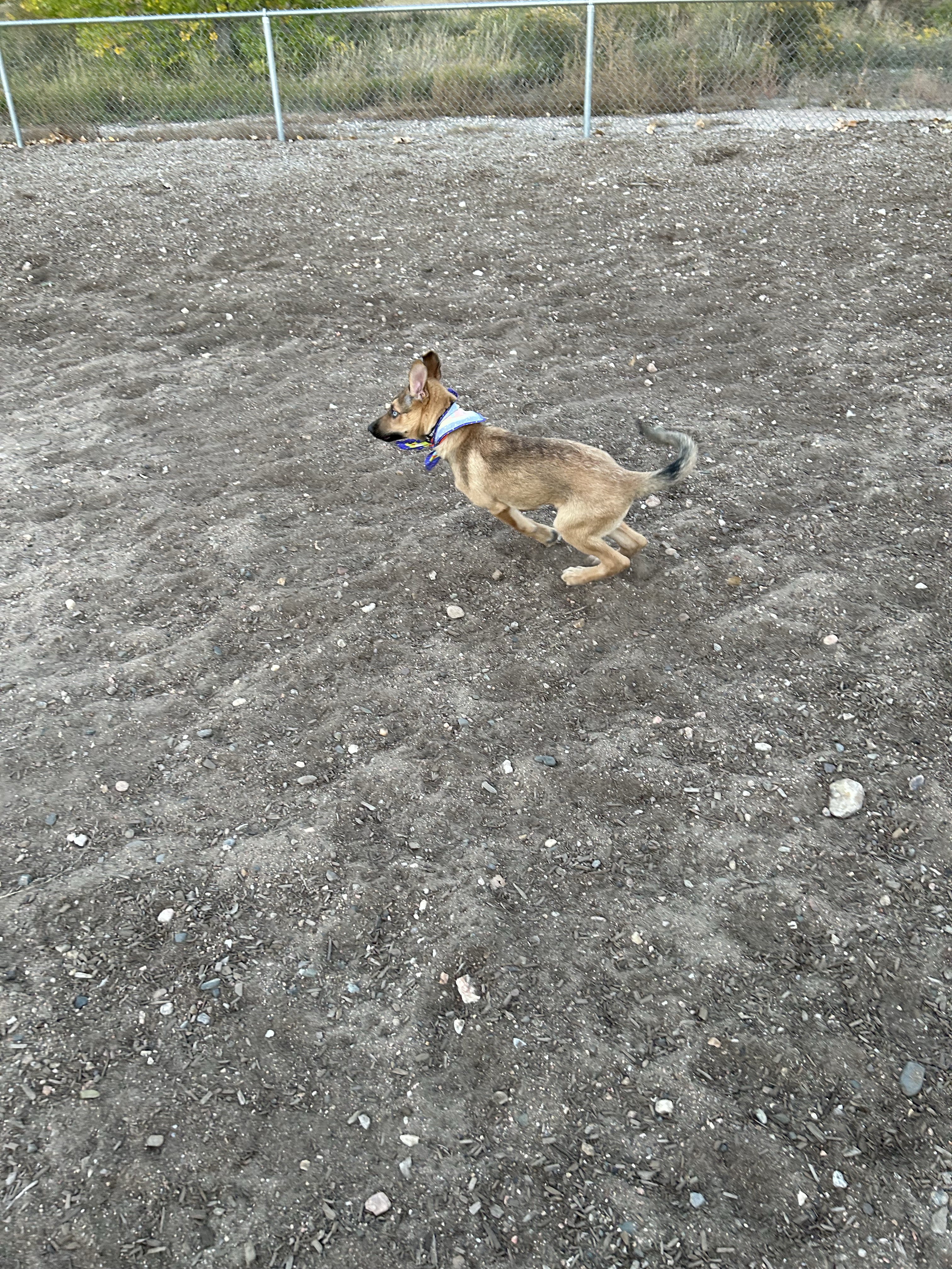 Dog Park at Fairgrounds Park