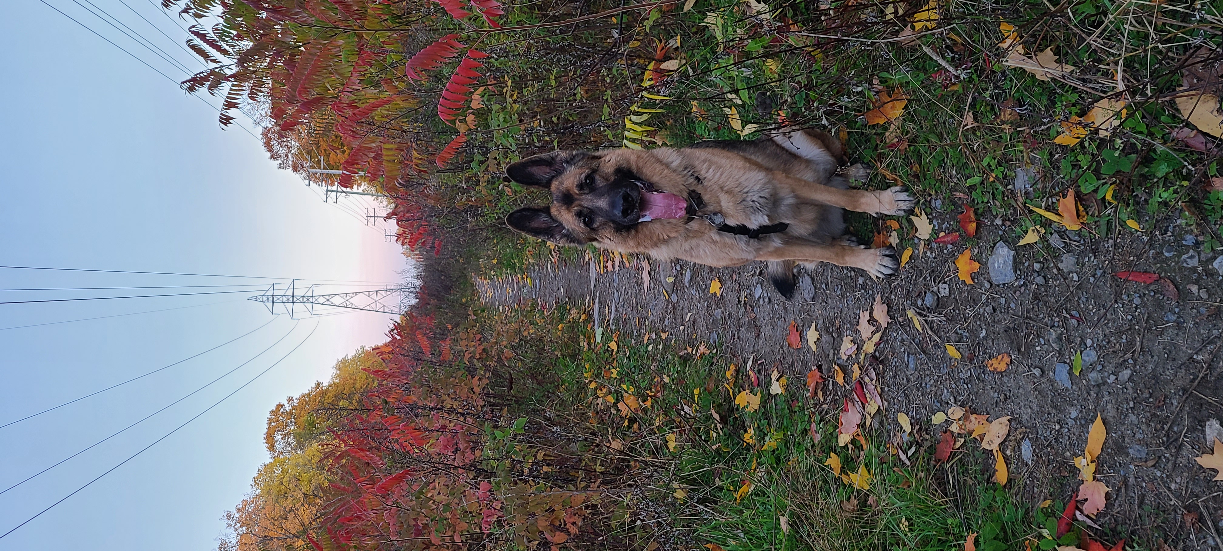 Aylmer Off-Leash Dog Park