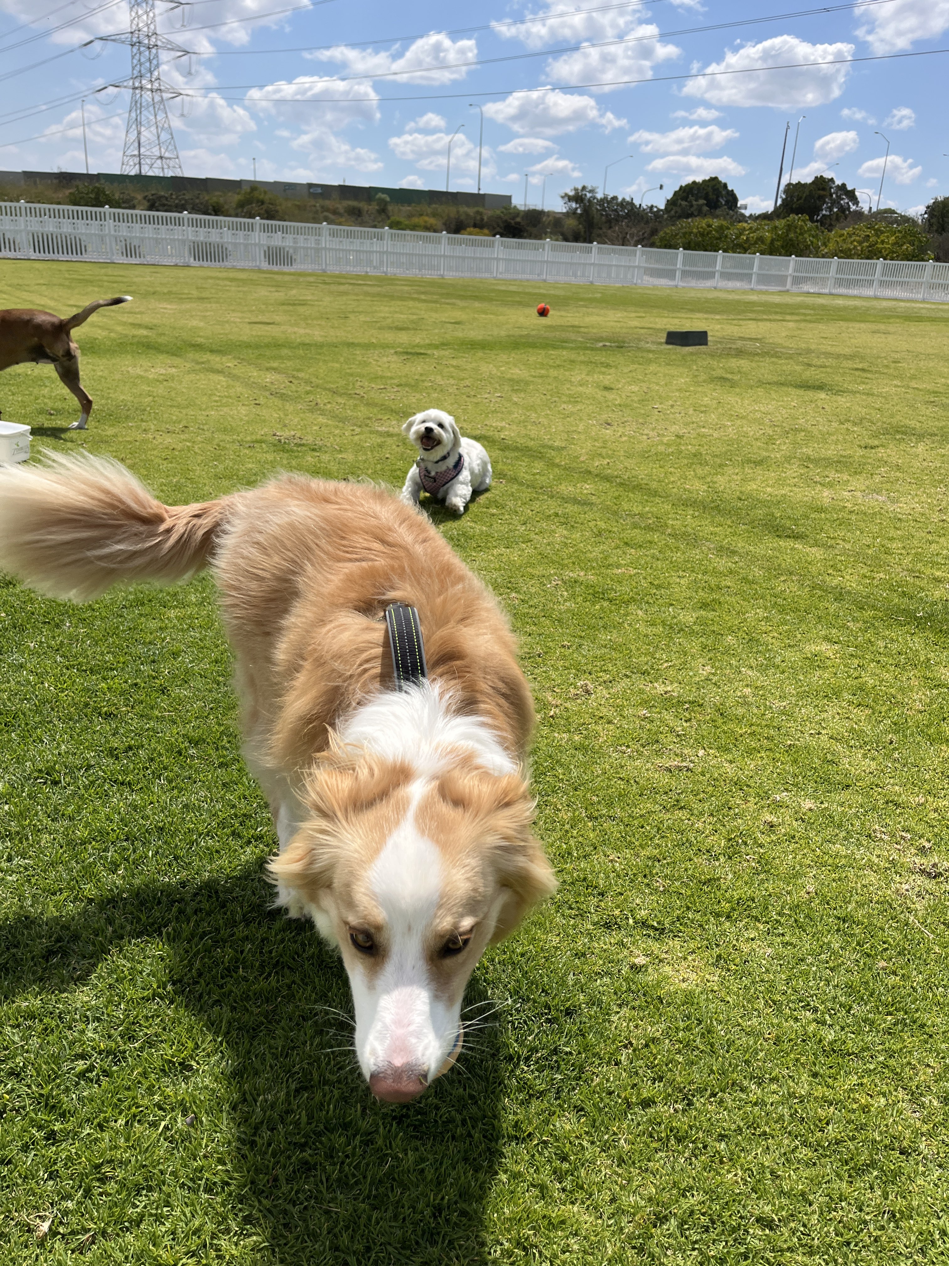 Baler Court Dog Park
