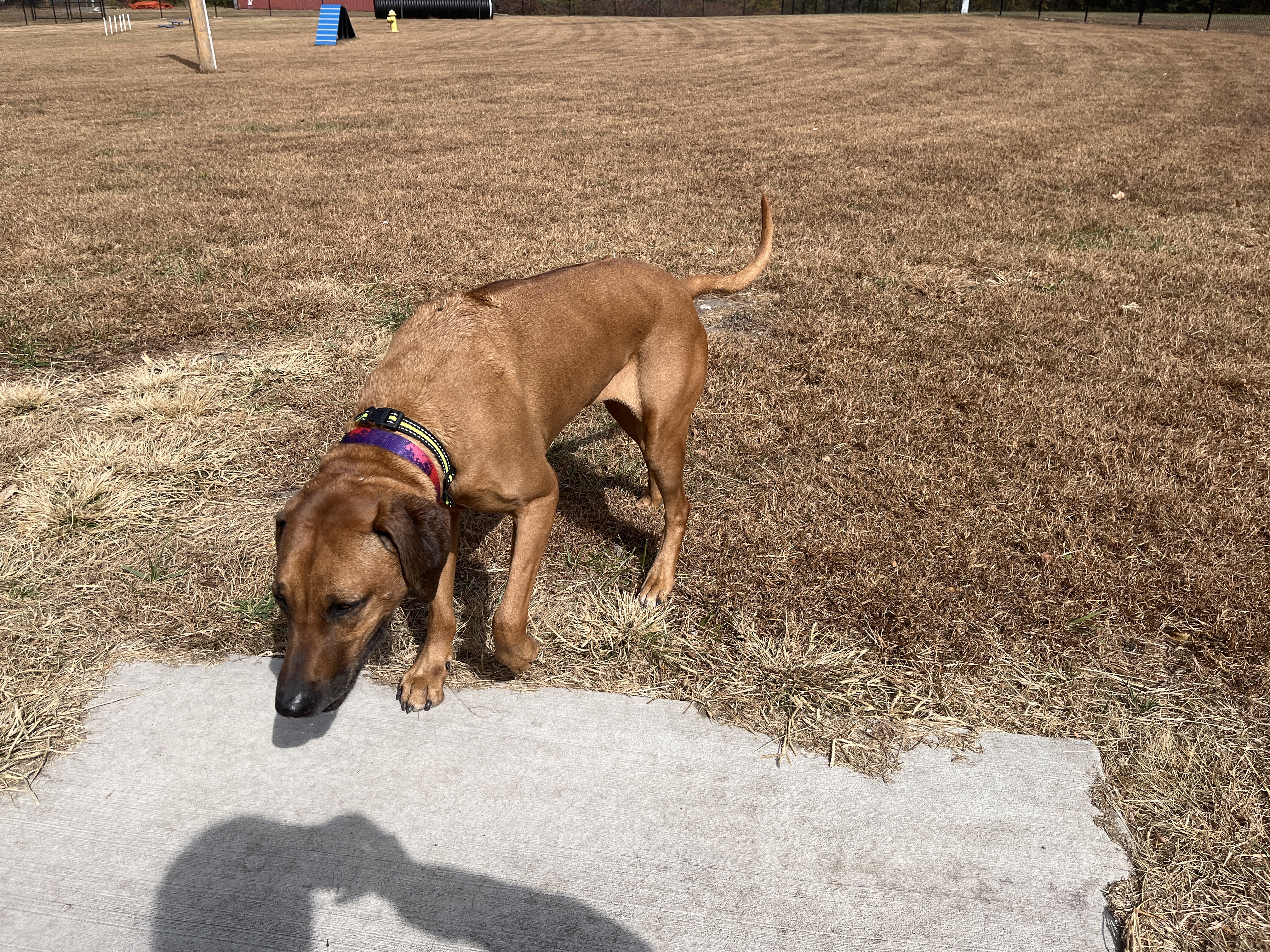 Jesse James Dog Park