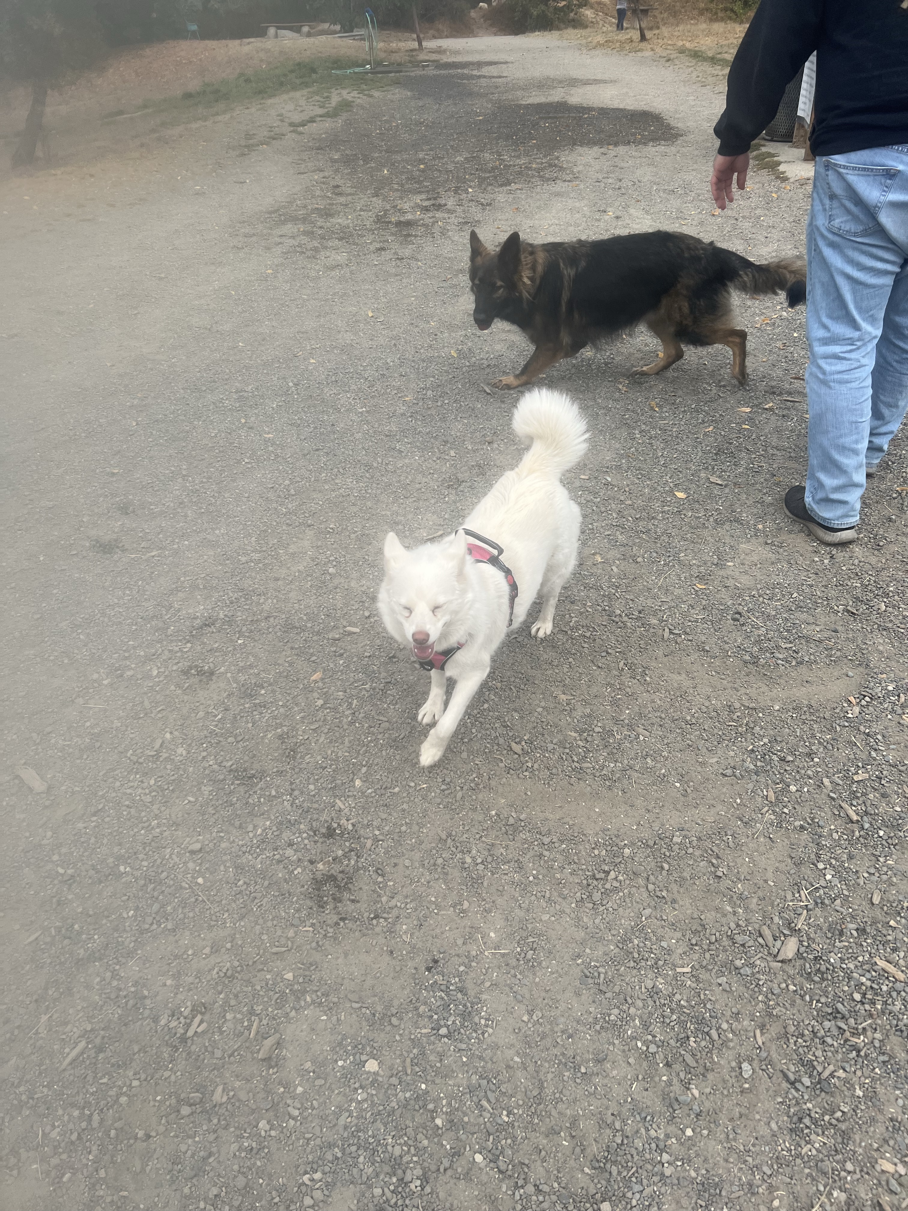 Grandview Off-Leash Dog Park