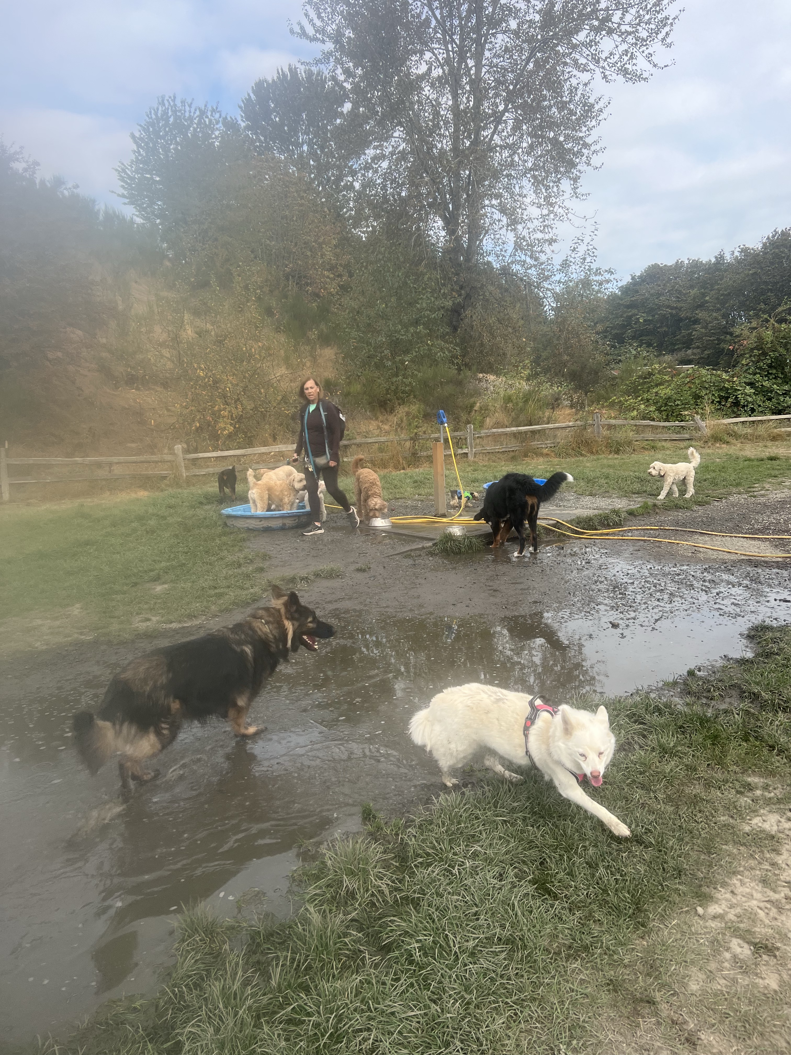 Grandview Off-Leash Dog Park