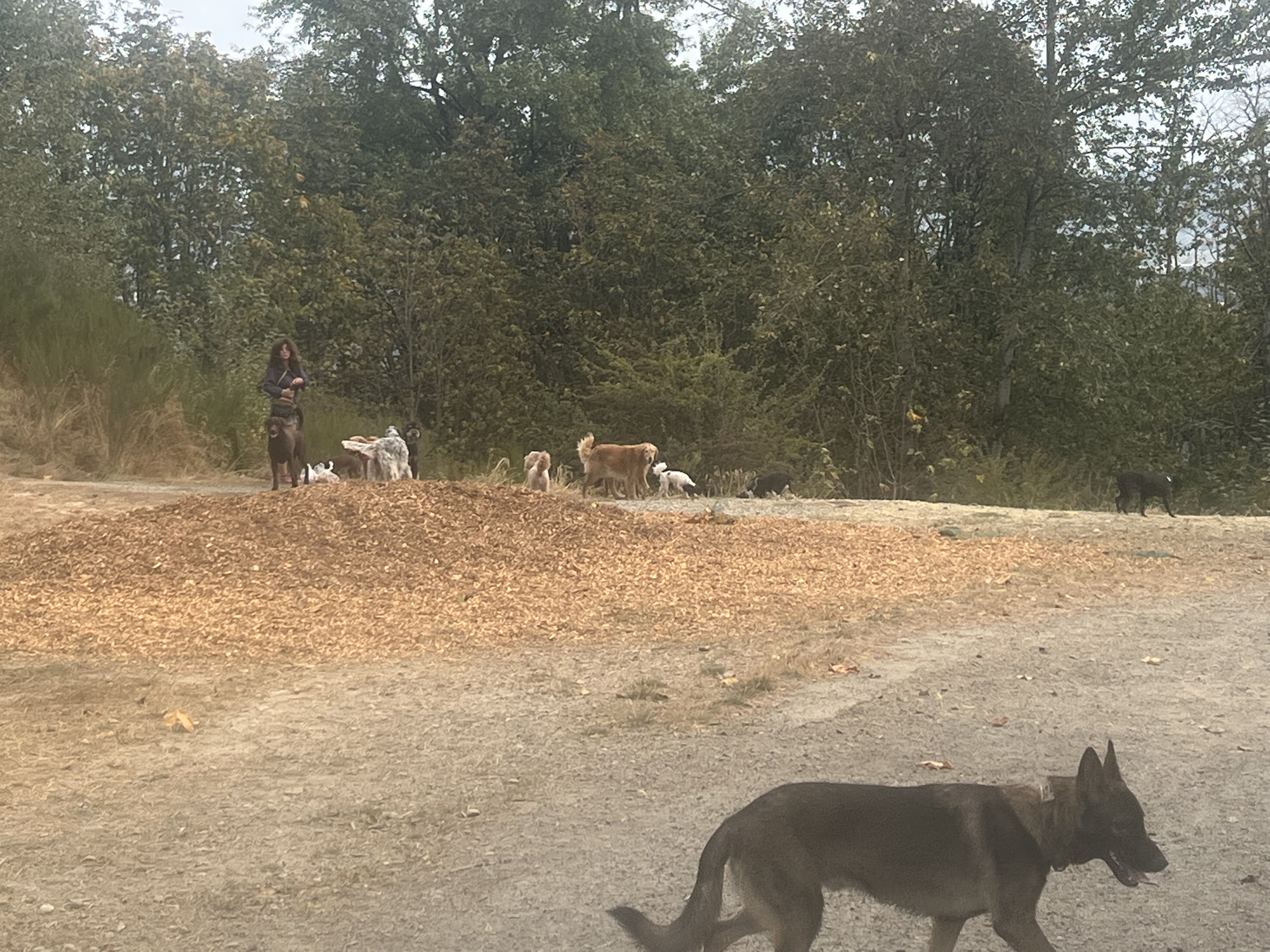 Grandview Off-Leash Dog Park
