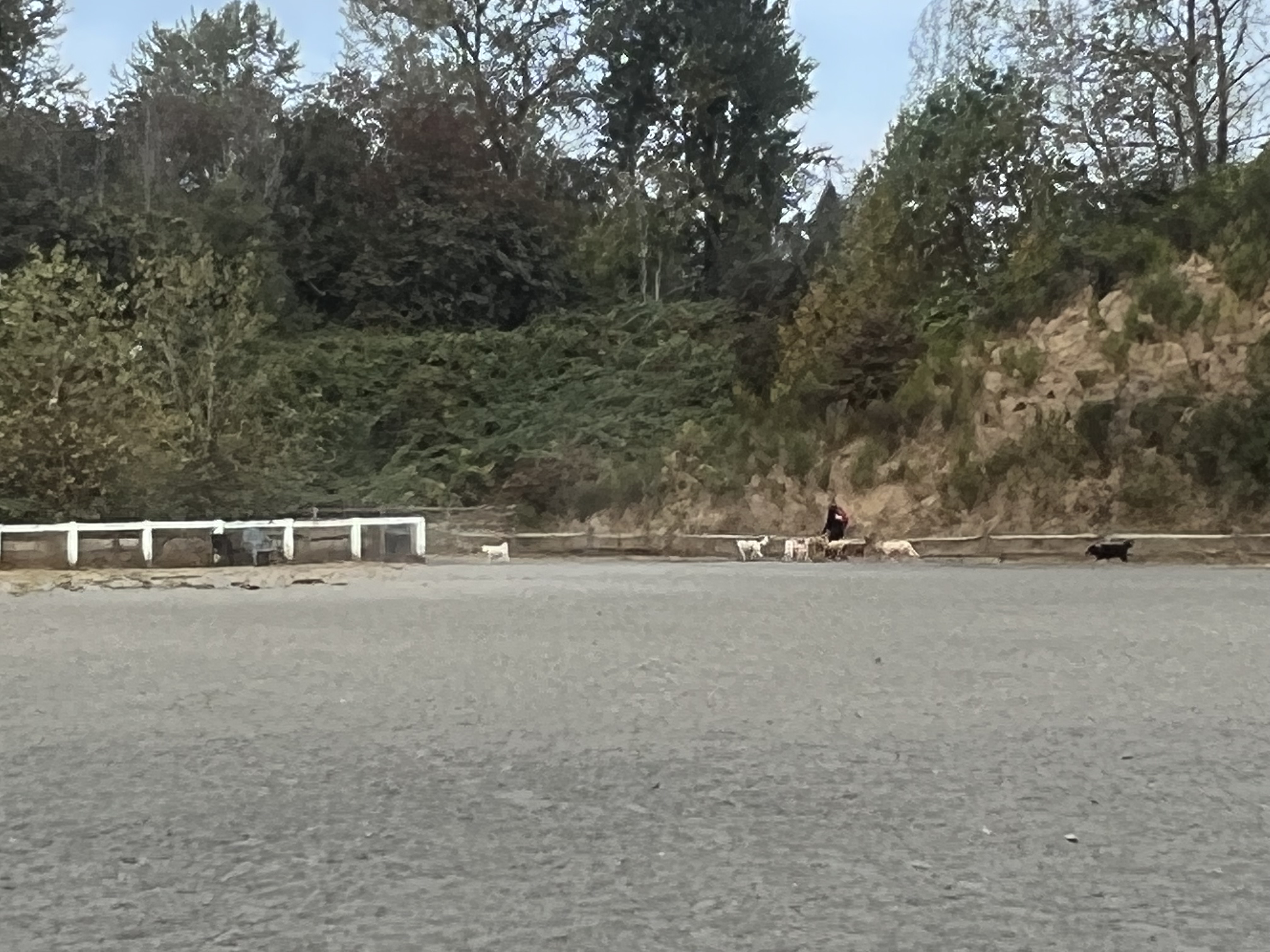 Grandview Off-Leash Dog Park