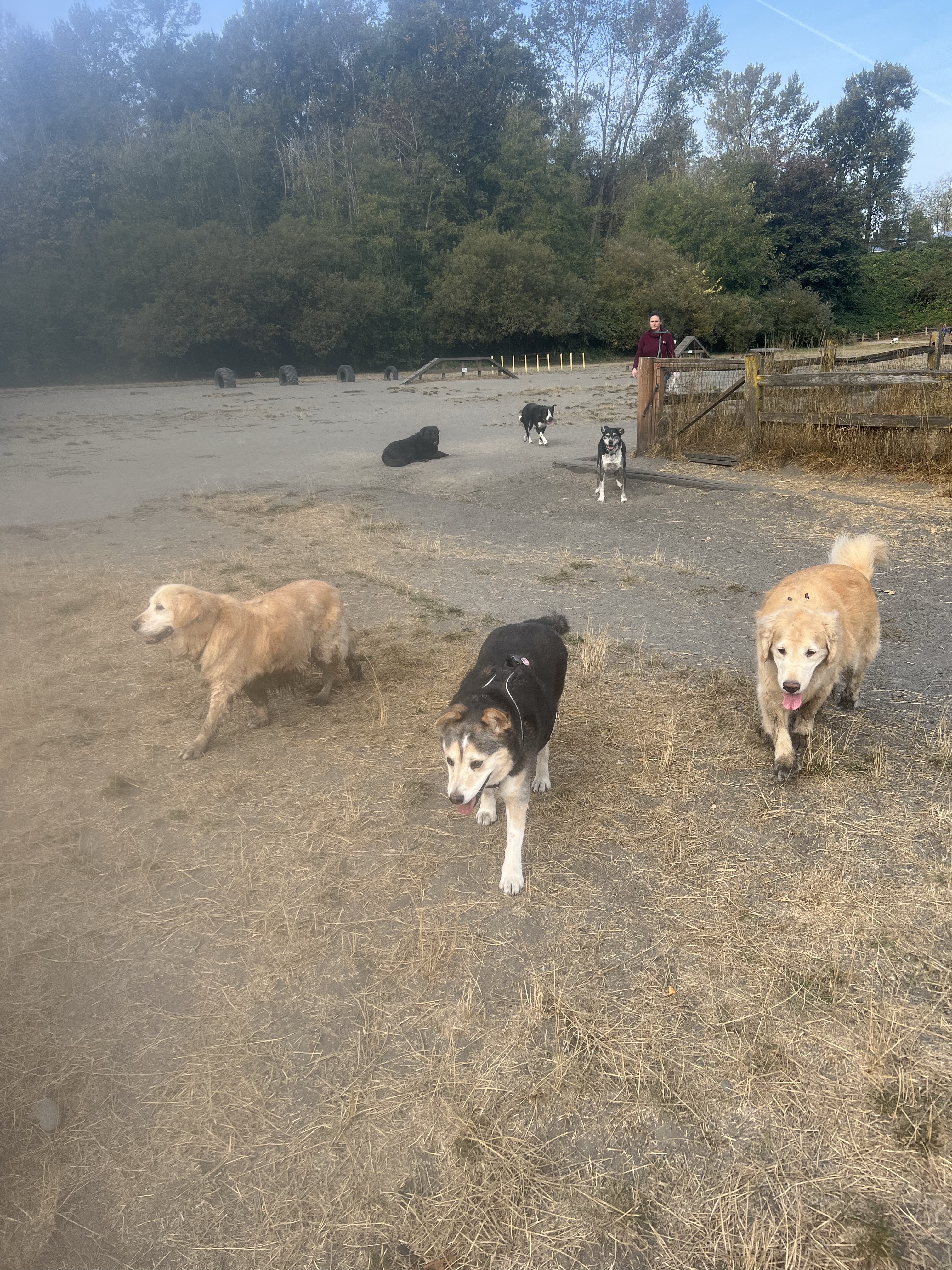 Grandview Off-Leash Dog Park