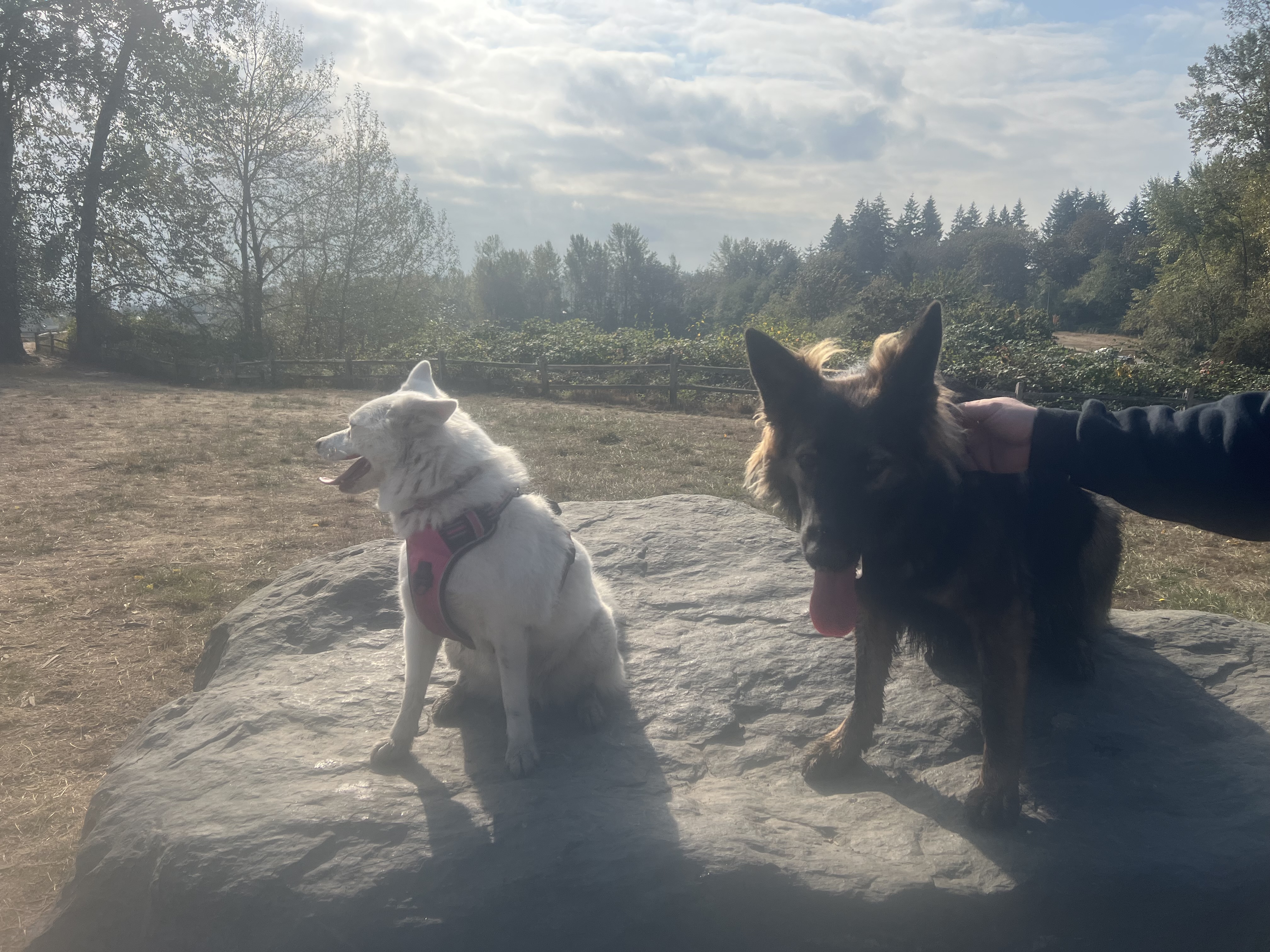 Grandview Off-Leash Dog Park