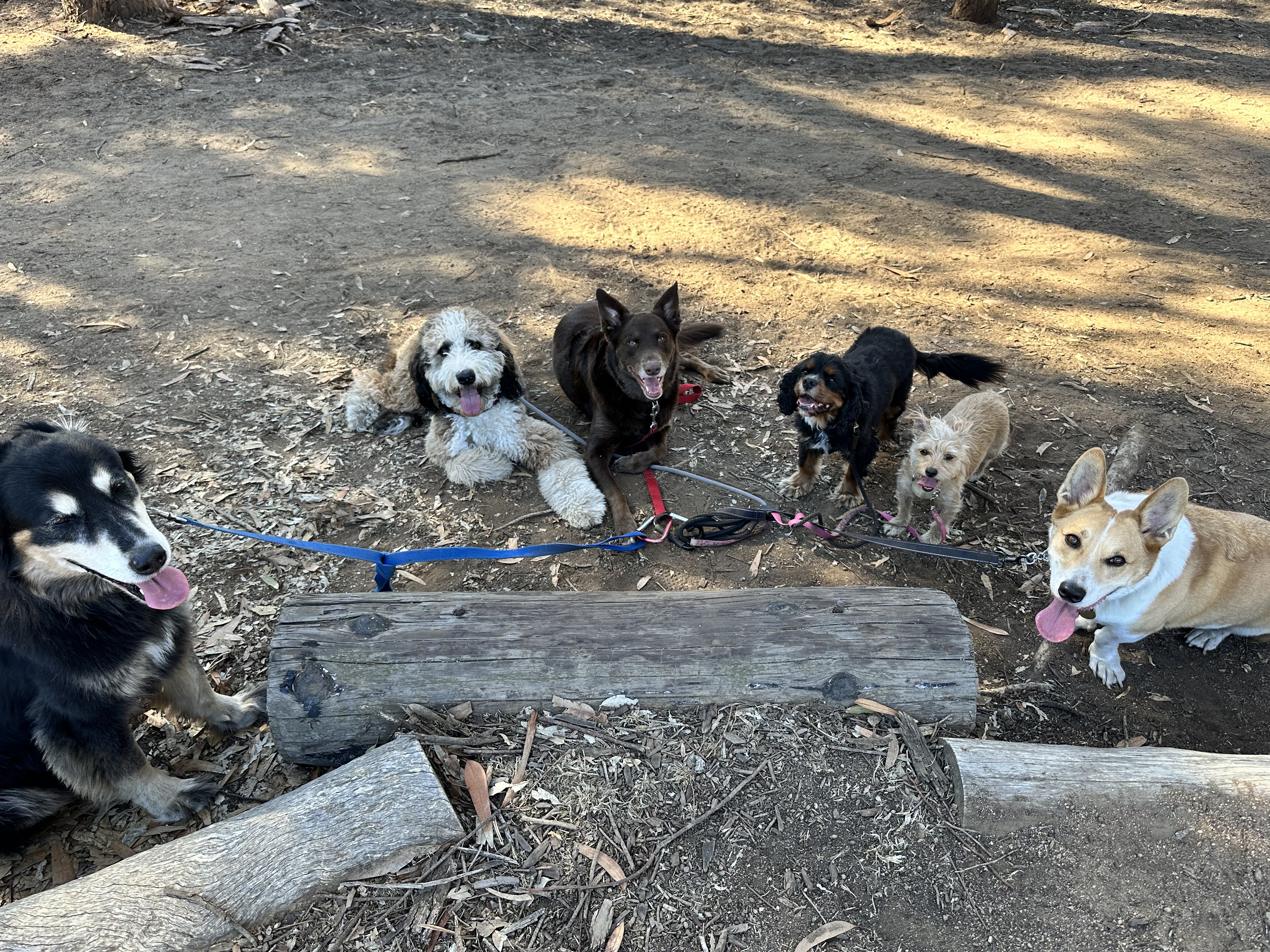 Morley Field Dog Park