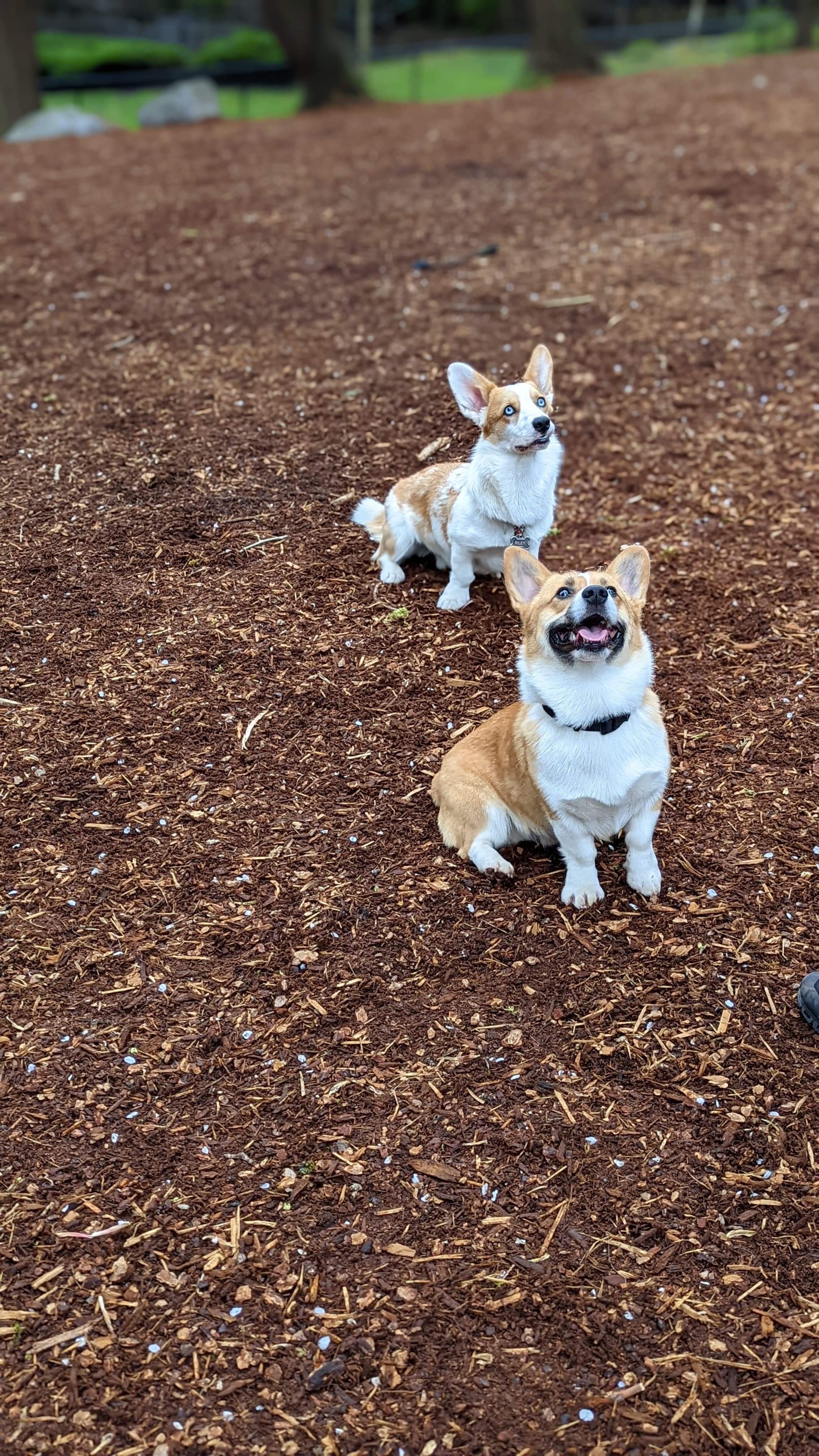 Keswick Park Dog Park