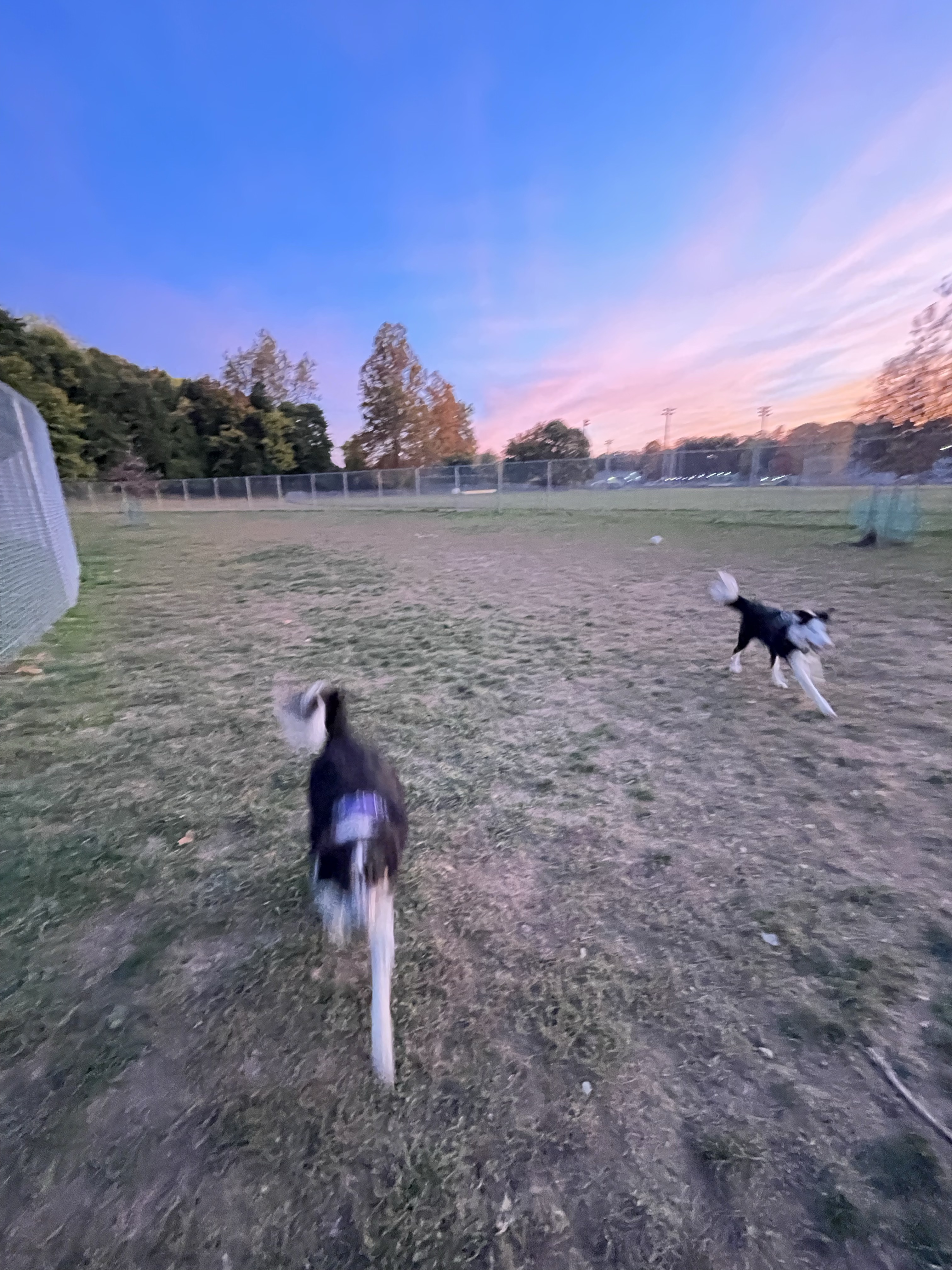 J Tracy Hermann Memorial Dog Park