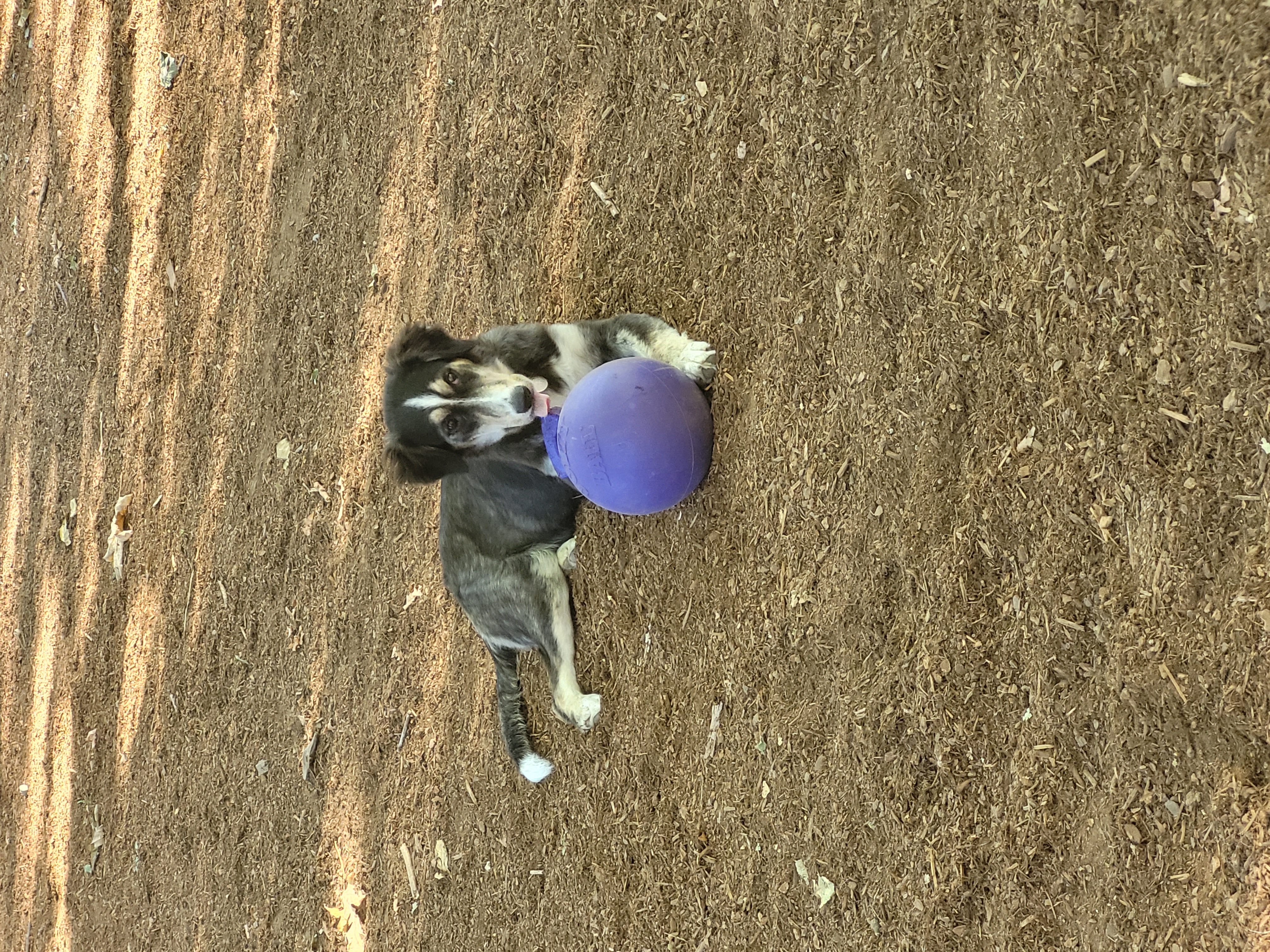 Keswick Park Dog Park