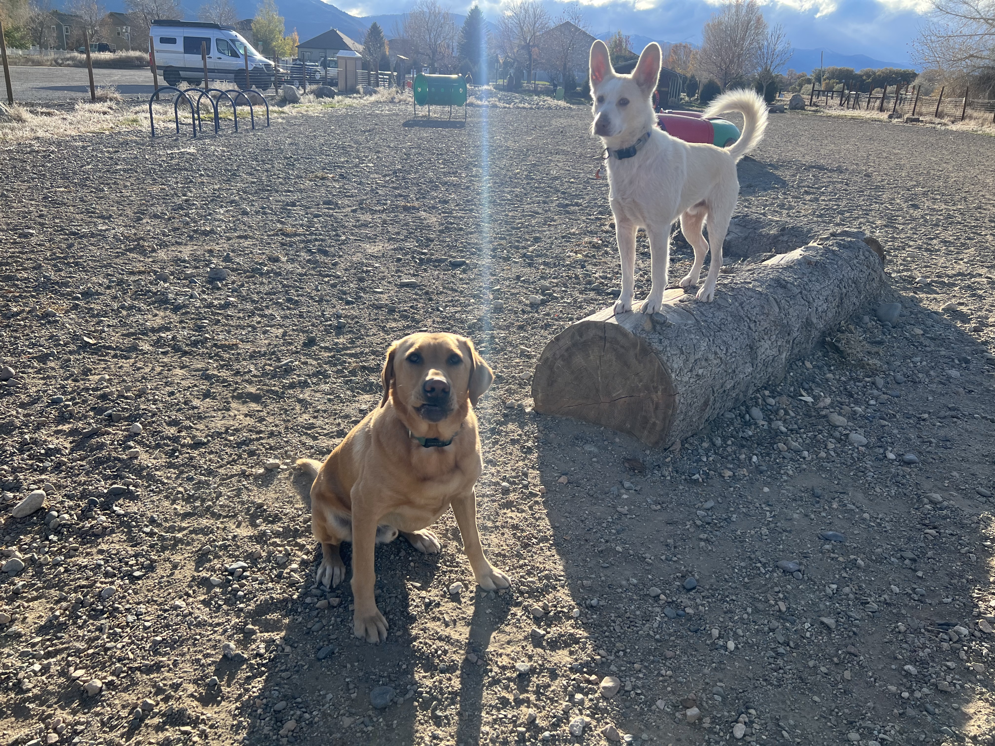 Loyal Duke's Dog Park