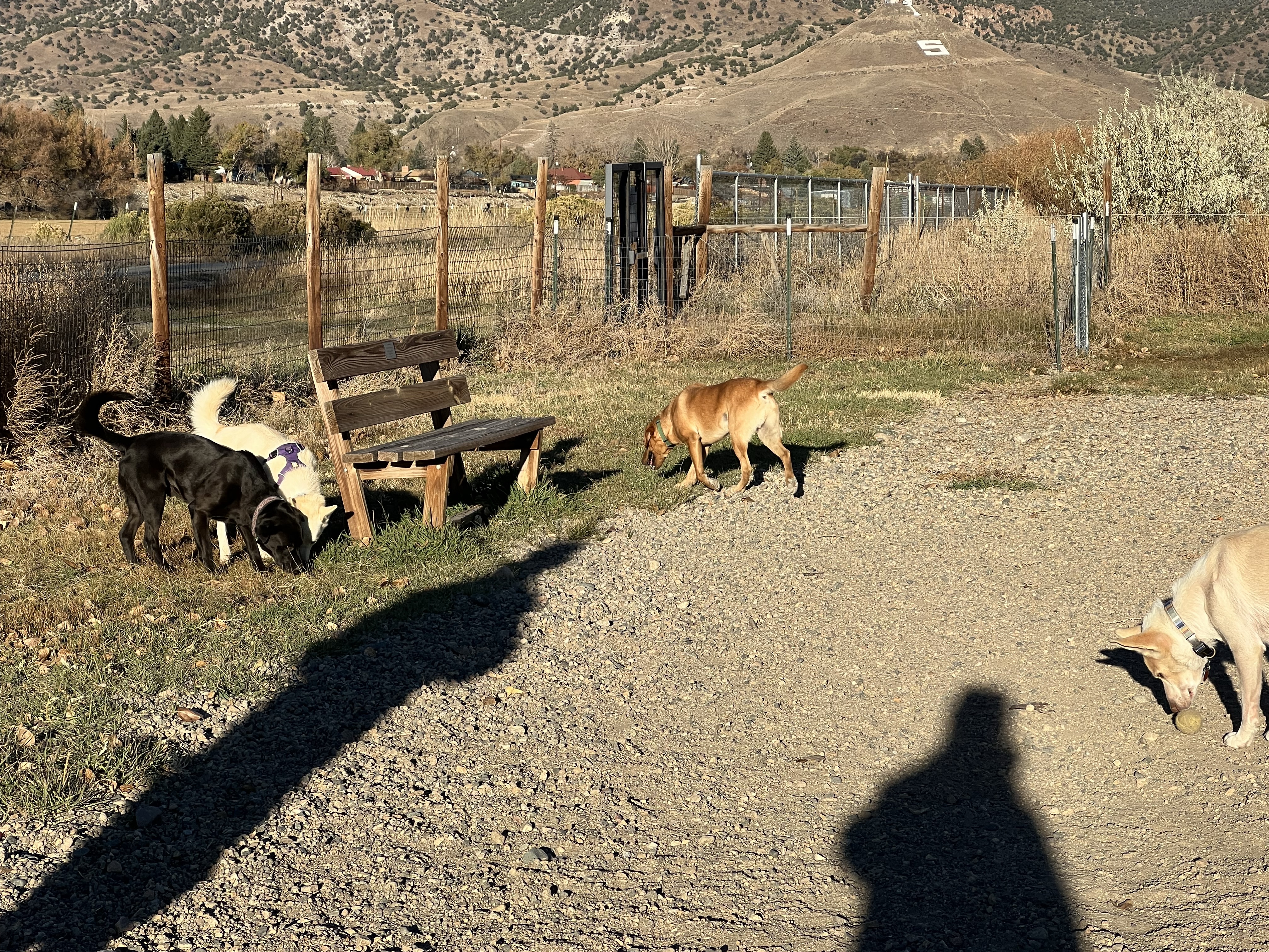 Loyal Duke's Dog Park