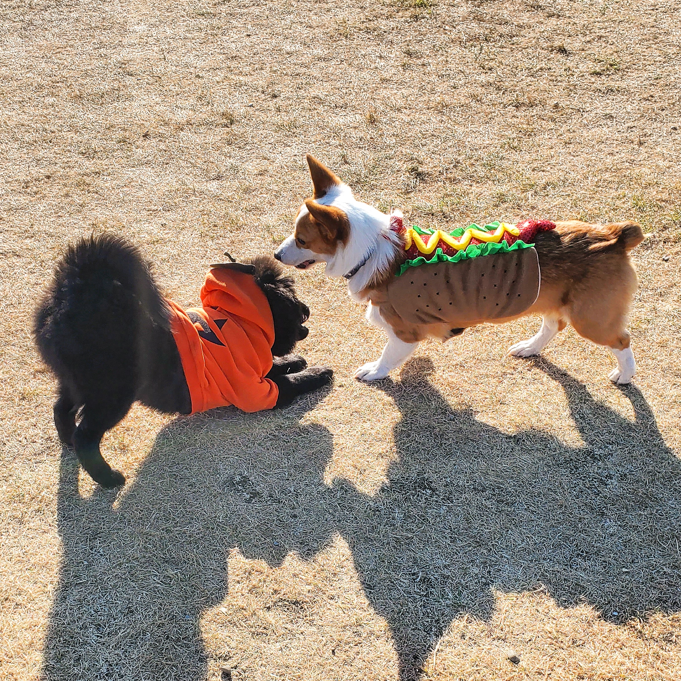 Grand Trunk Off Leash Dog Park