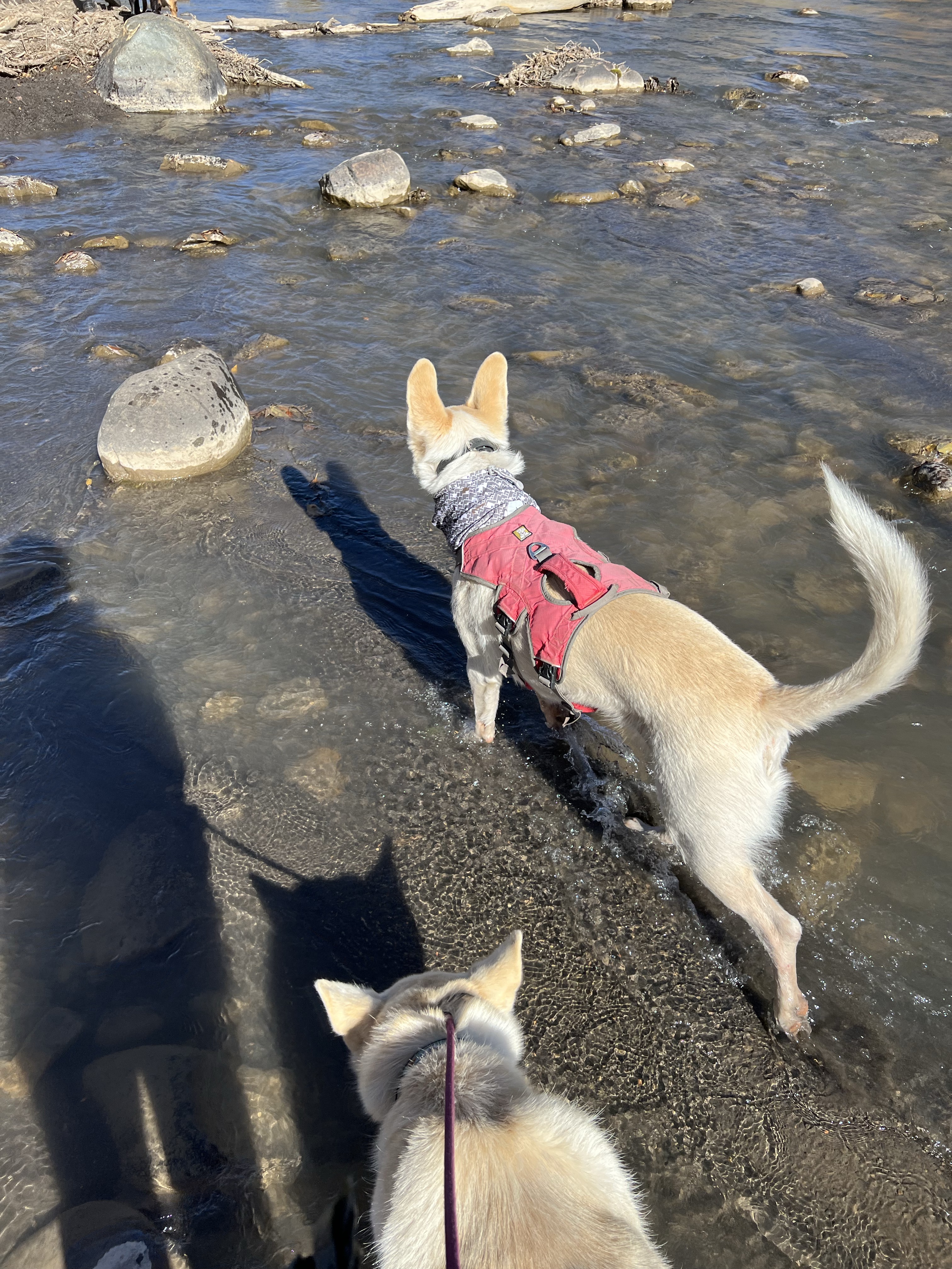 Durango Off Leash Dog Park