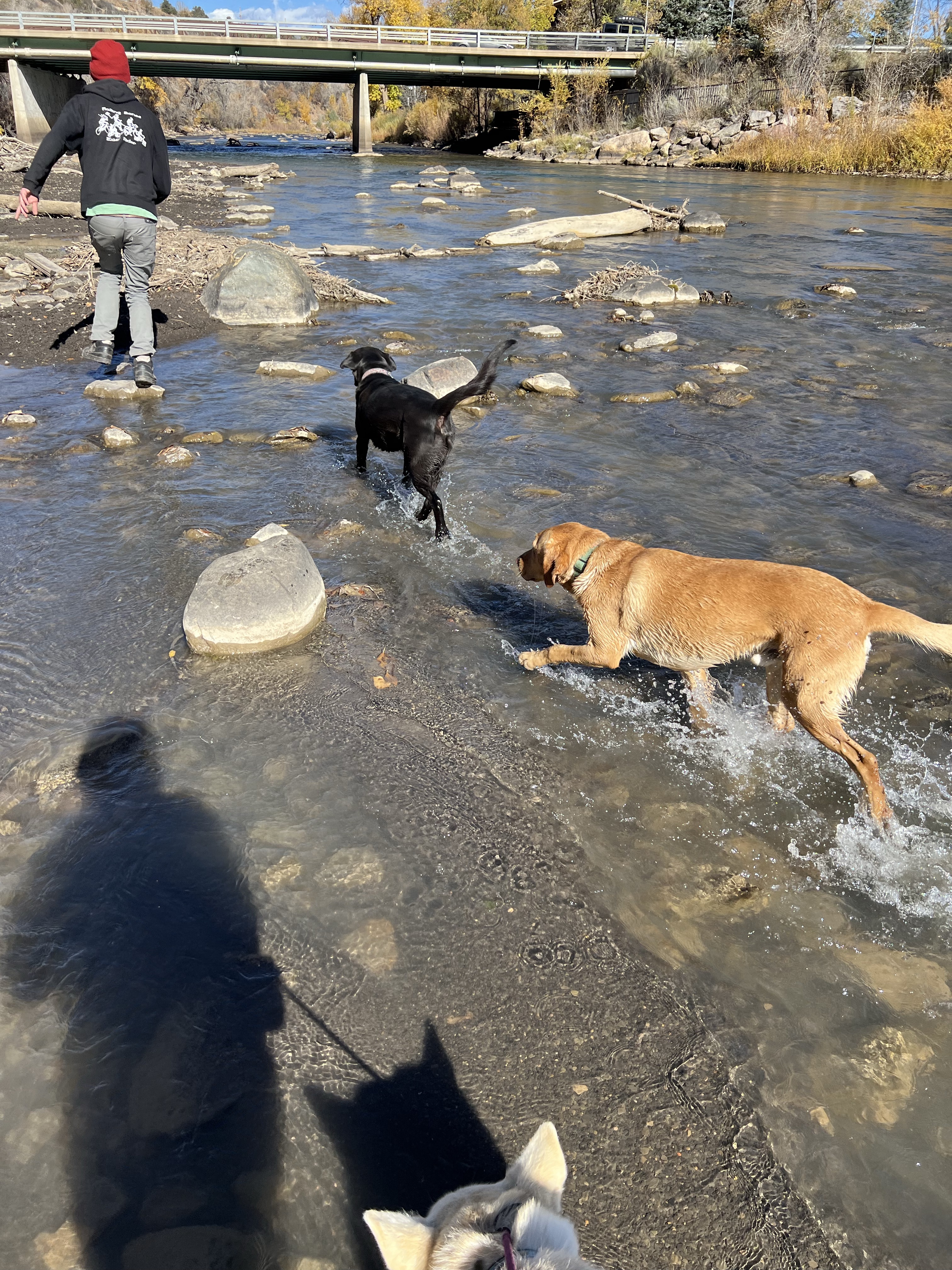 Durango Off Leash Dog Park
