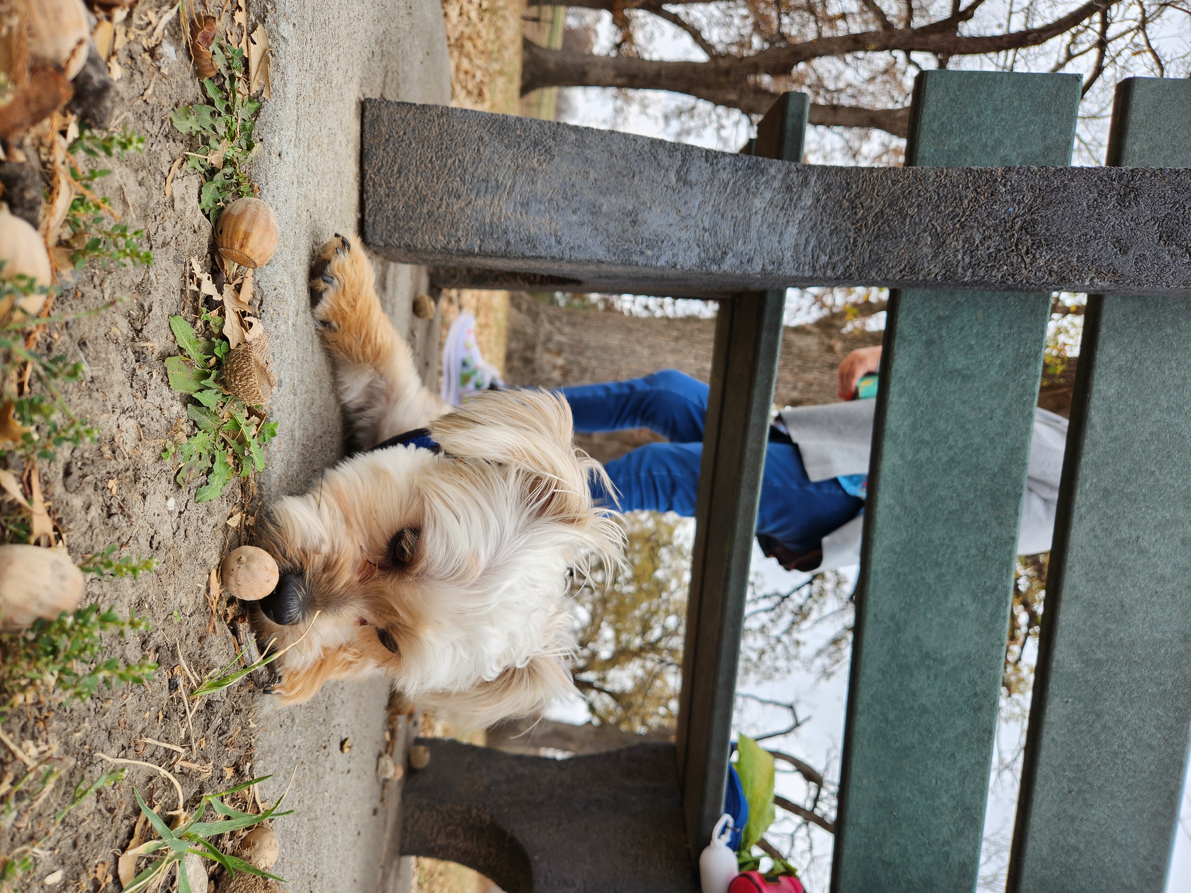 Forest Park Bark Park