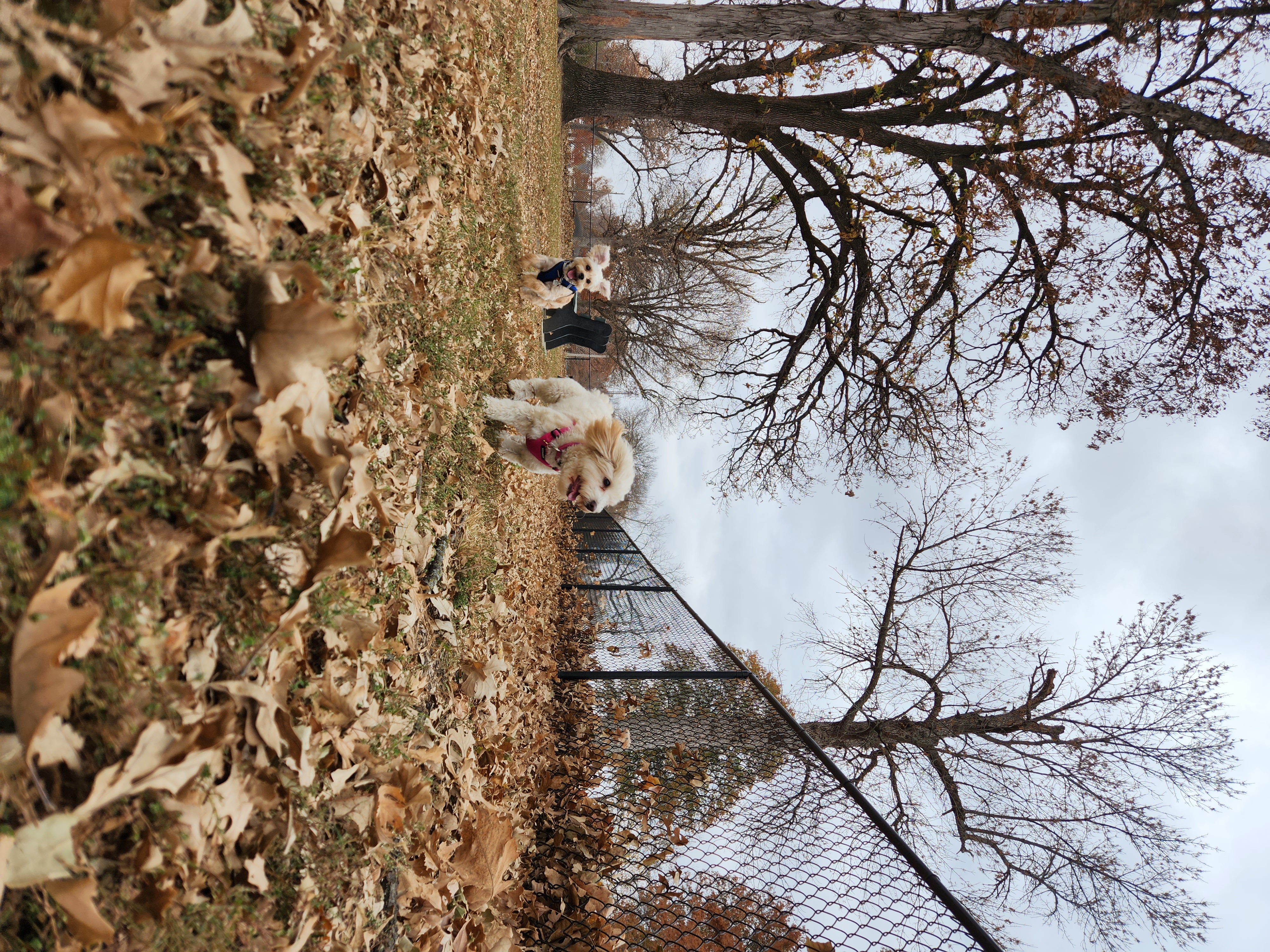 Forest Park Bark Park
