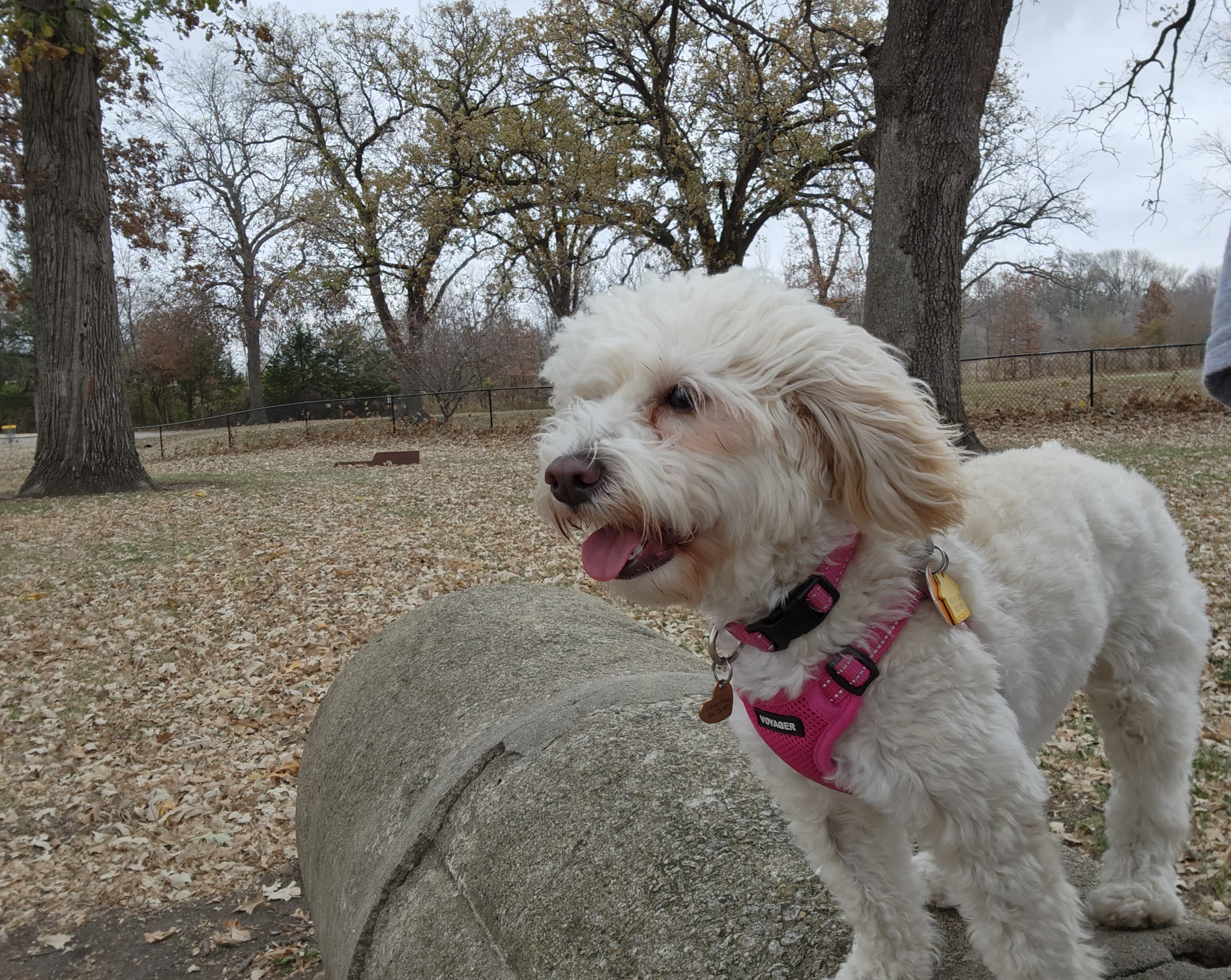 Forest Park Bark Park