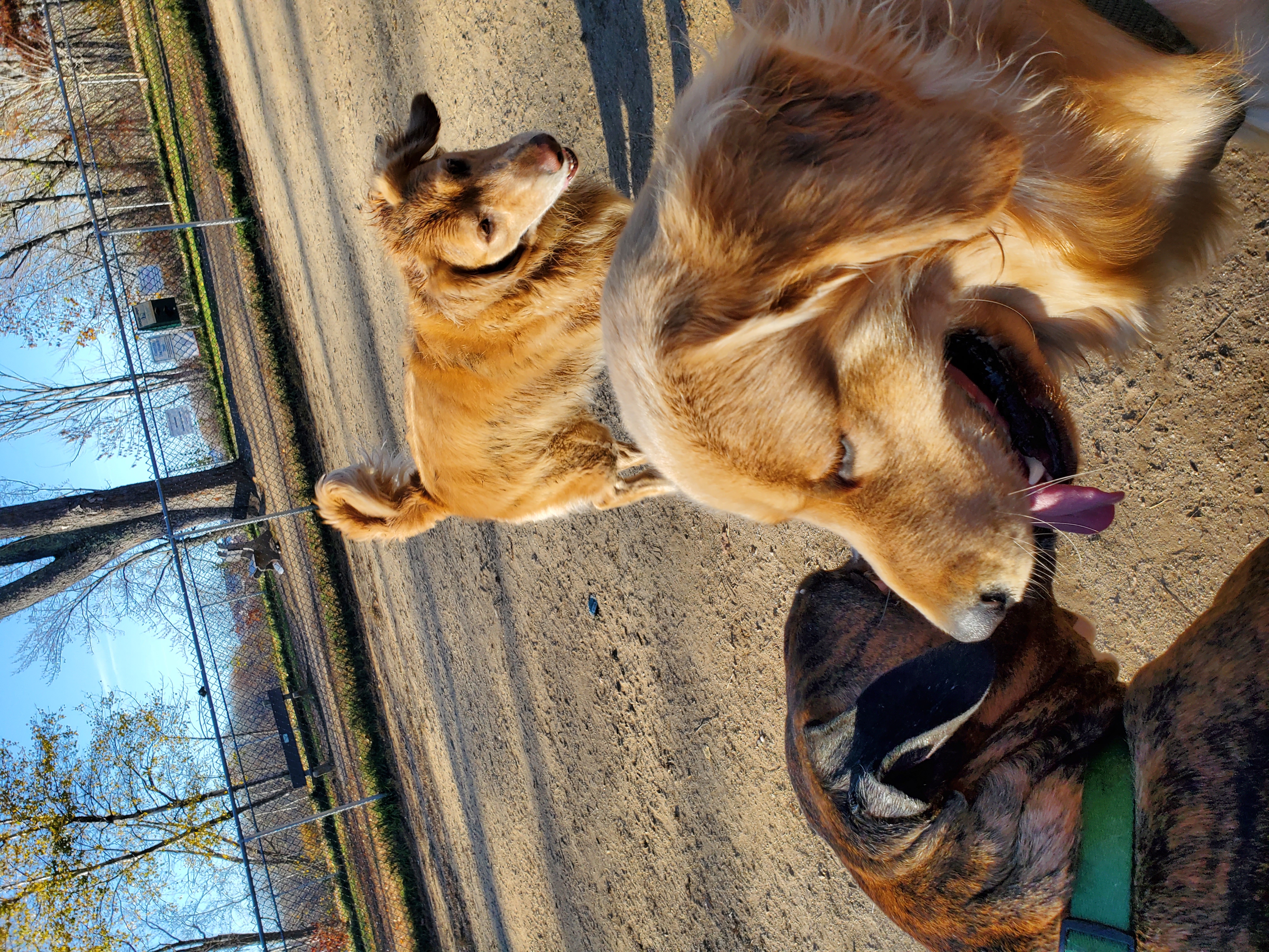 Terrill Park Dog Park