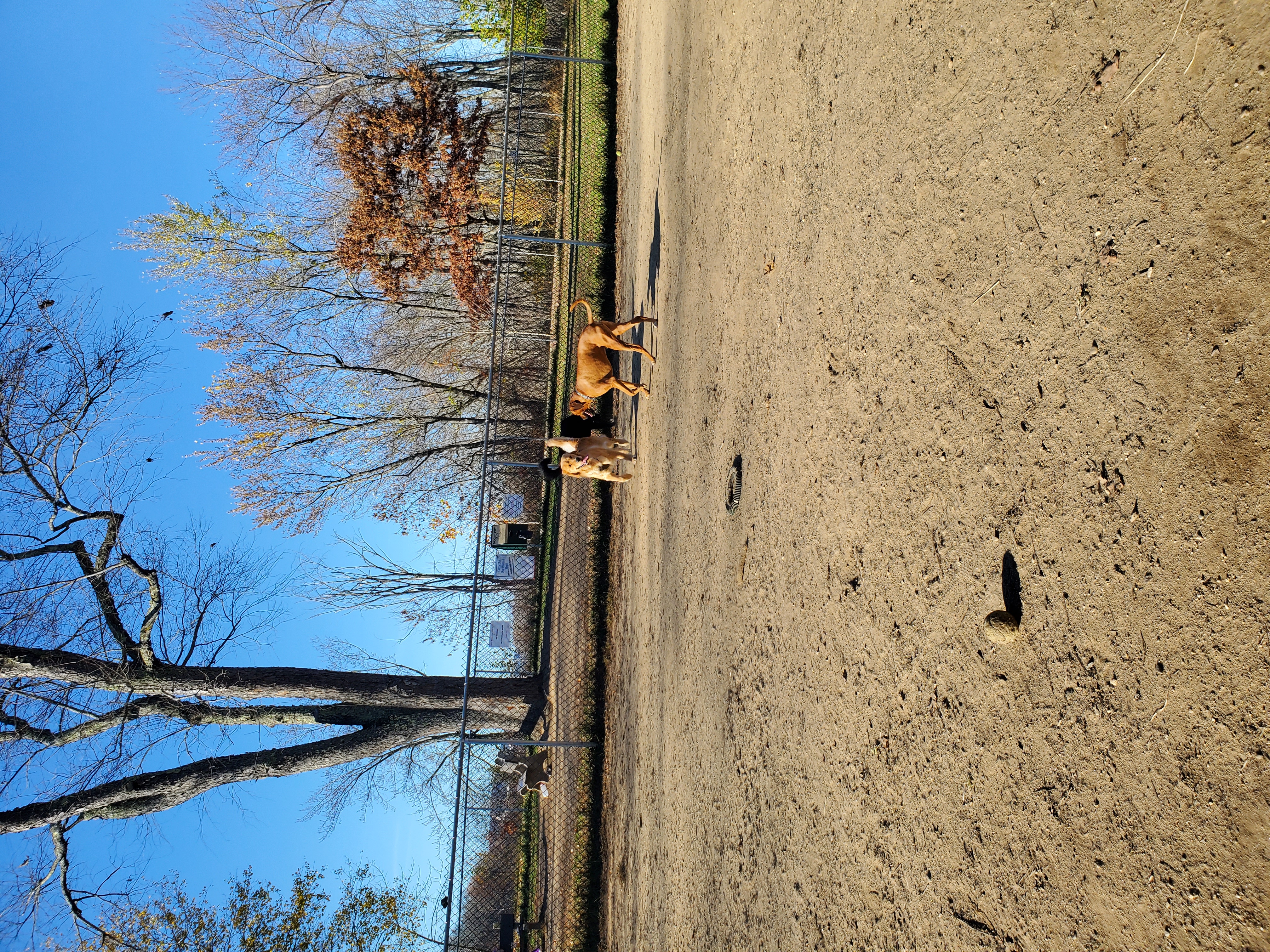 Terrill Park Dog Park