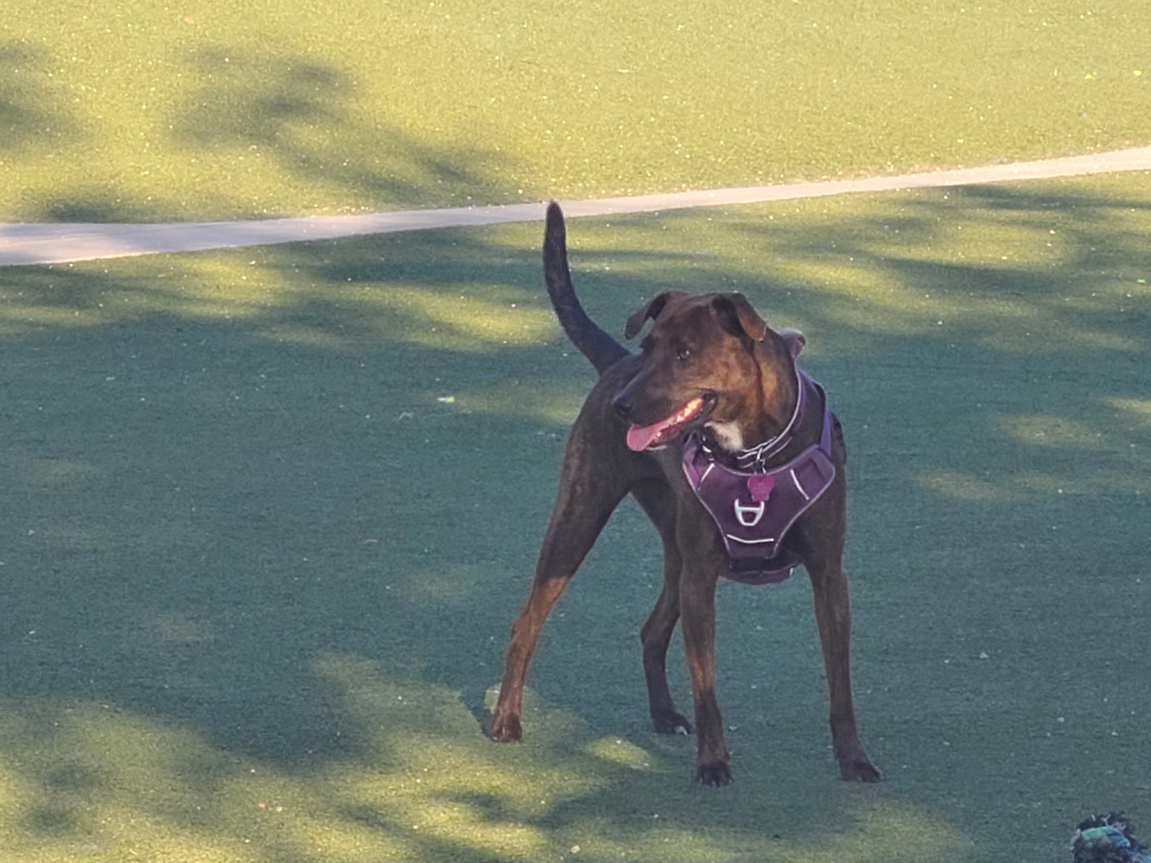 Wildcatters Dog Park