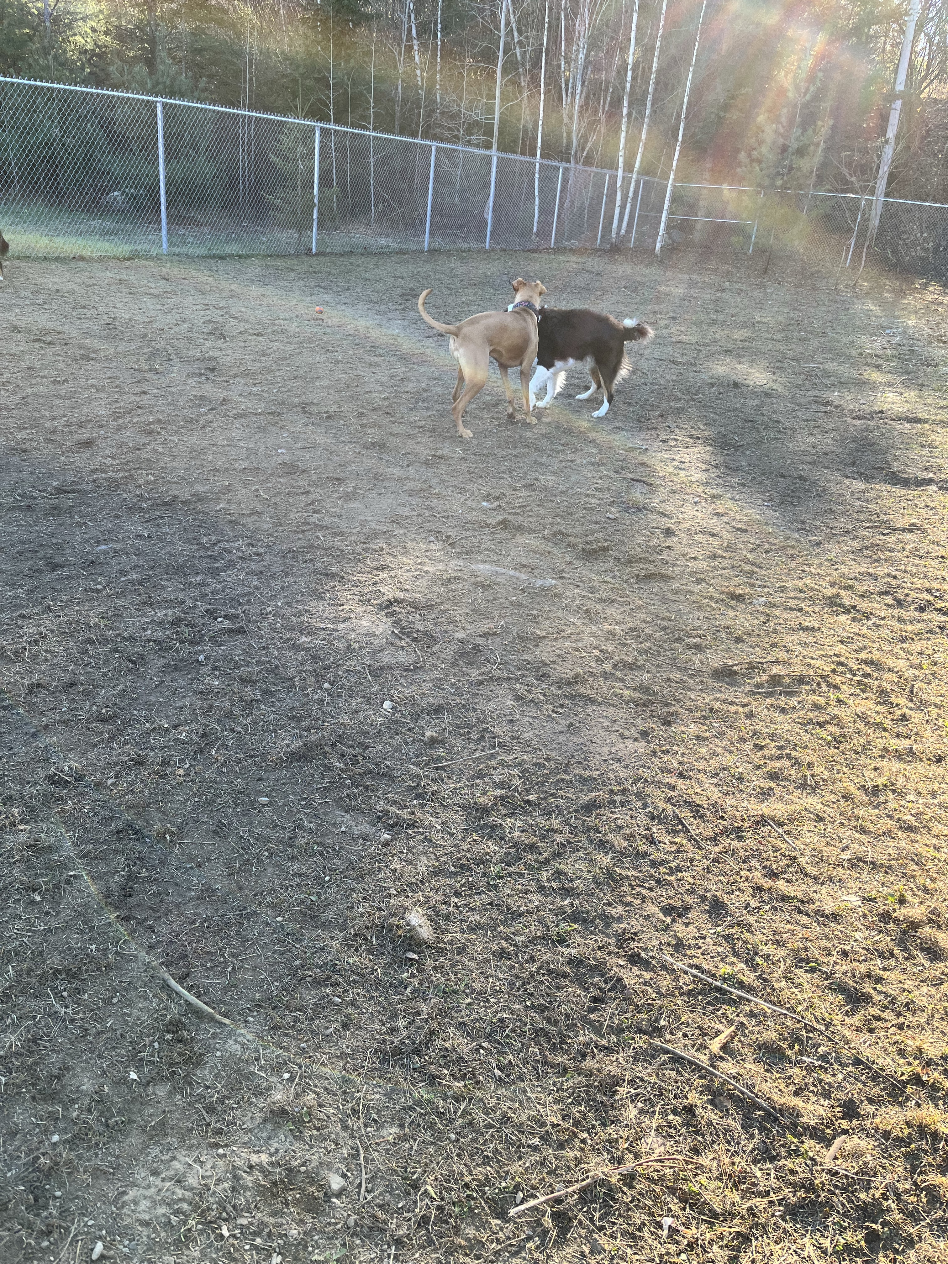 Parc Canin St-Hippolyte