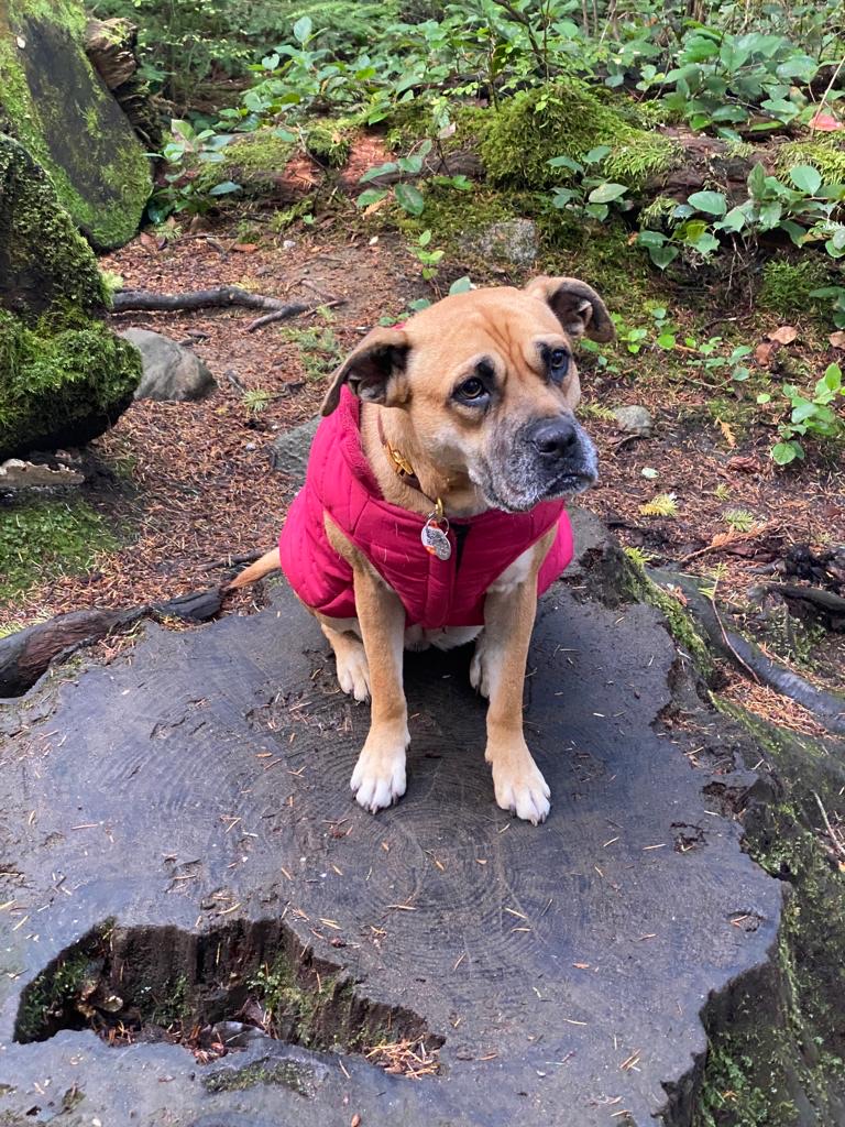 Pacific Spirit Regional Park