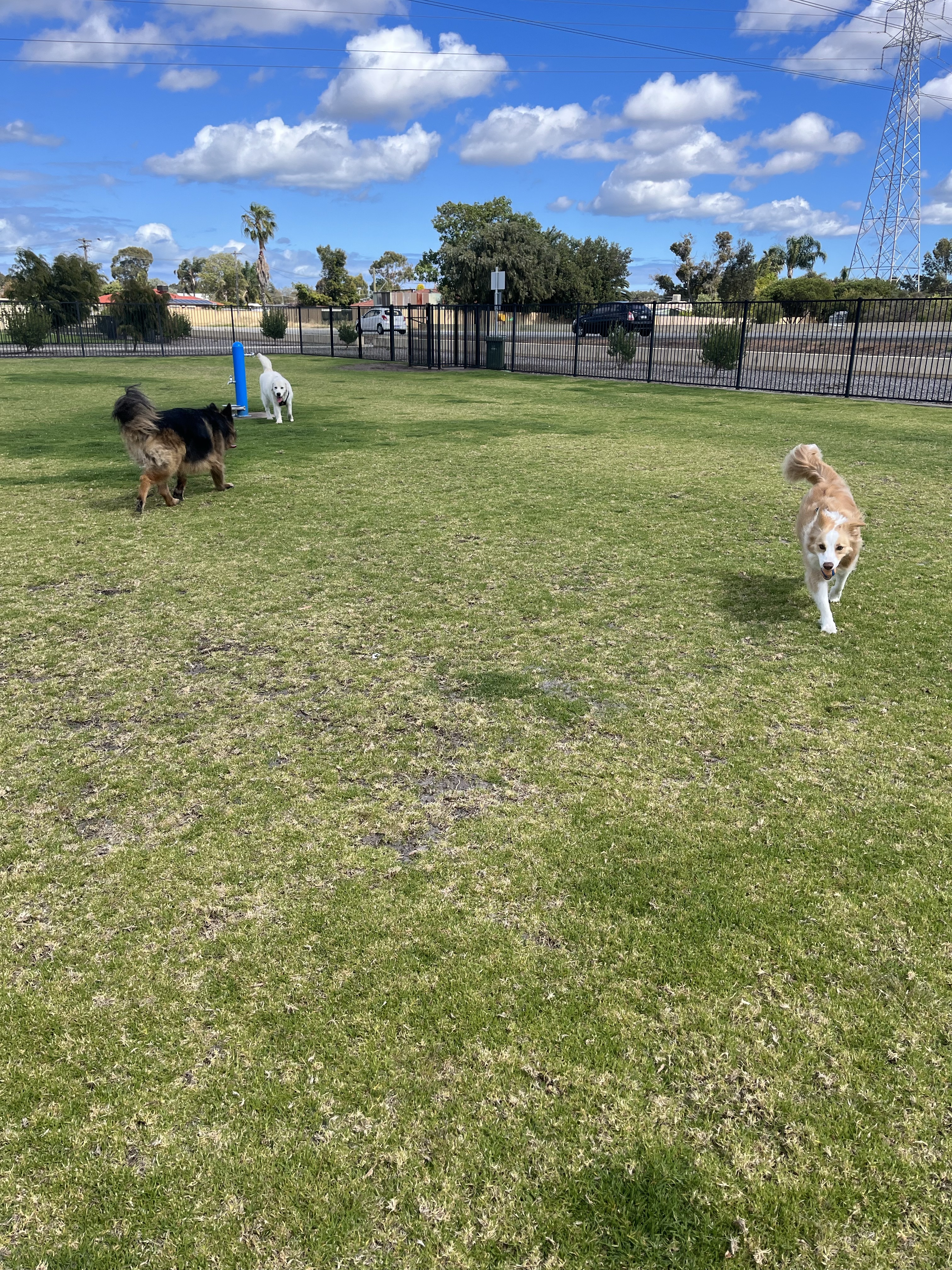 South Lake Dog Park