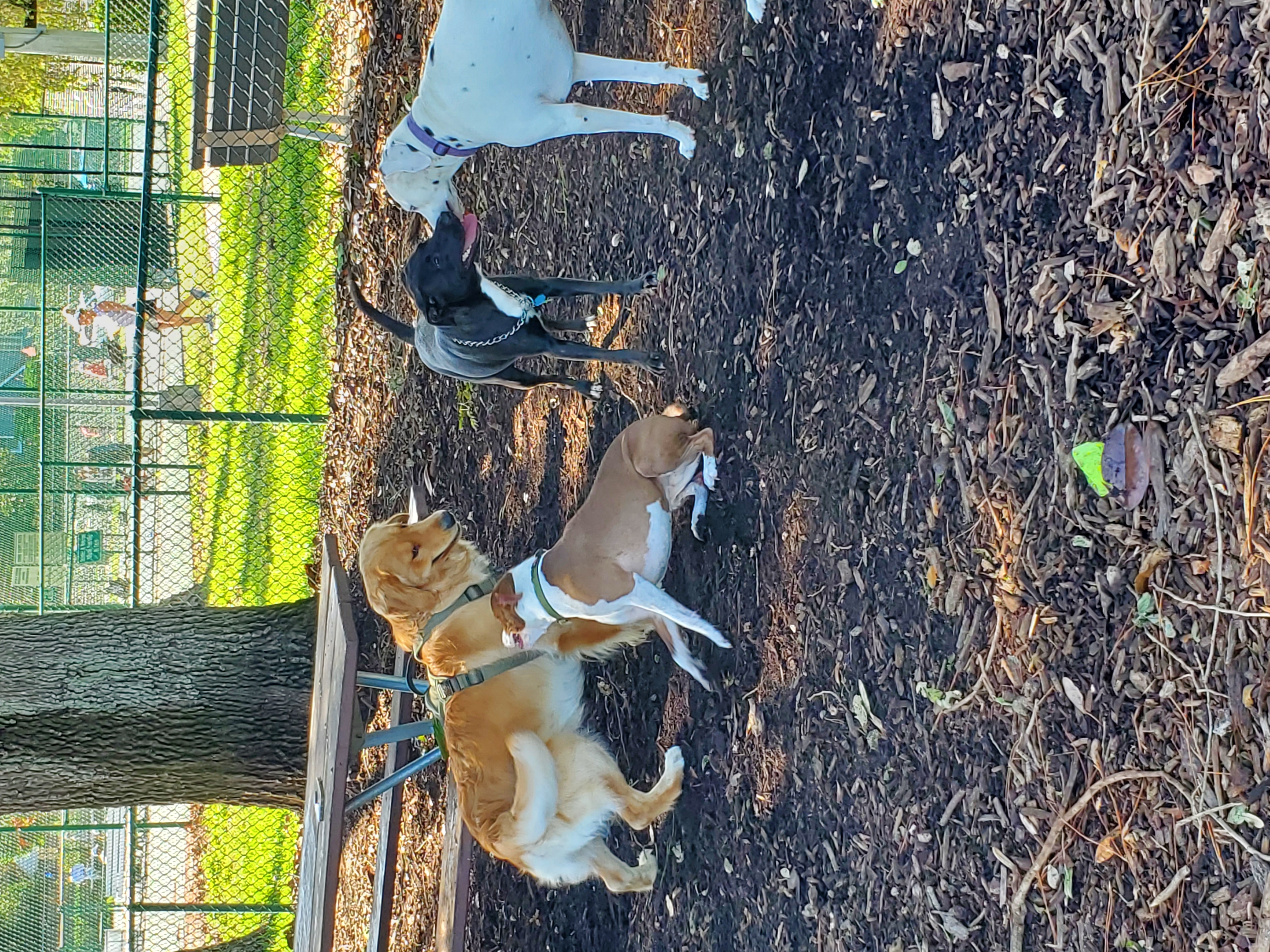 Crescent Lake Dog Park