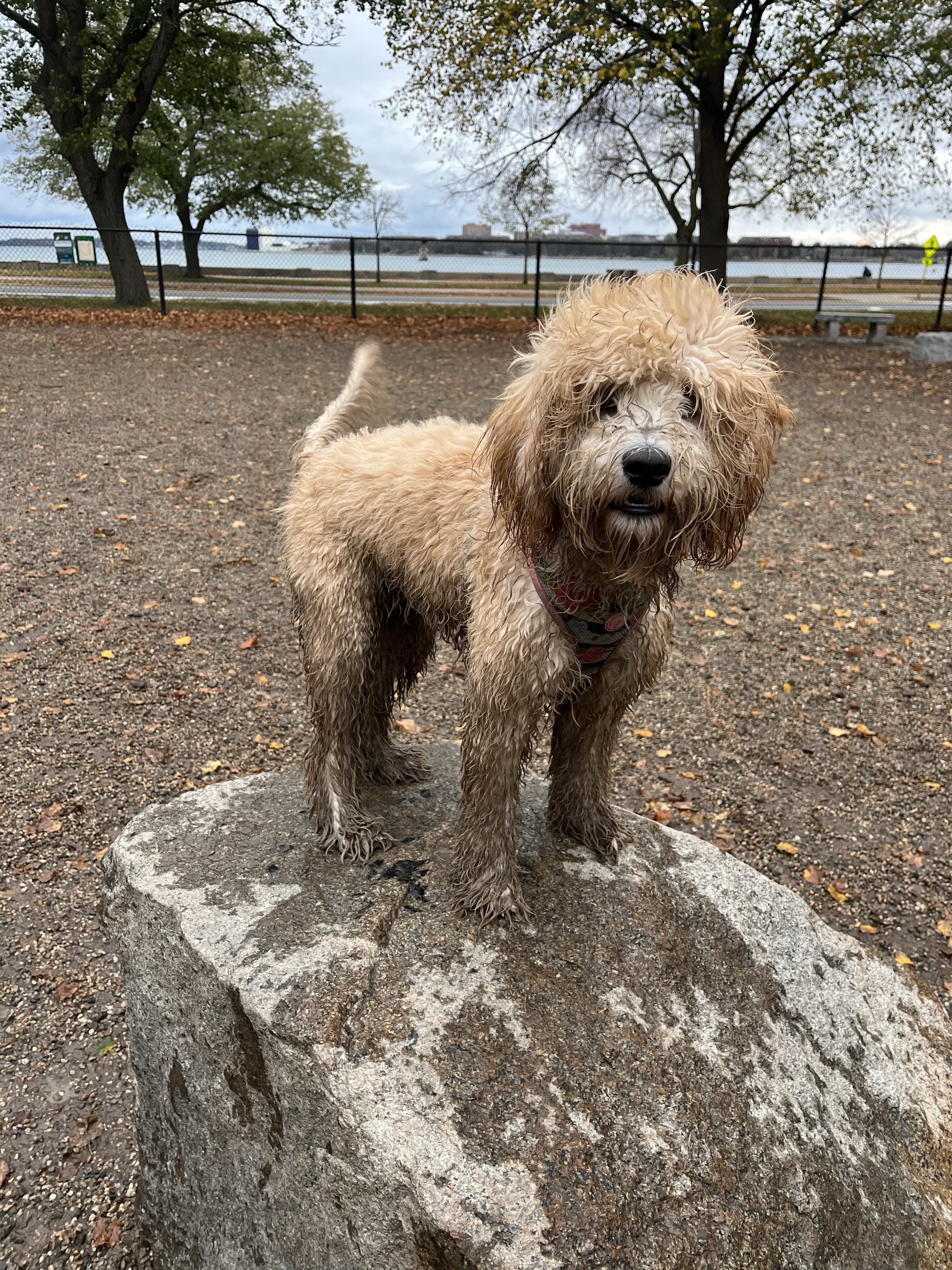 South Boston Bark Park