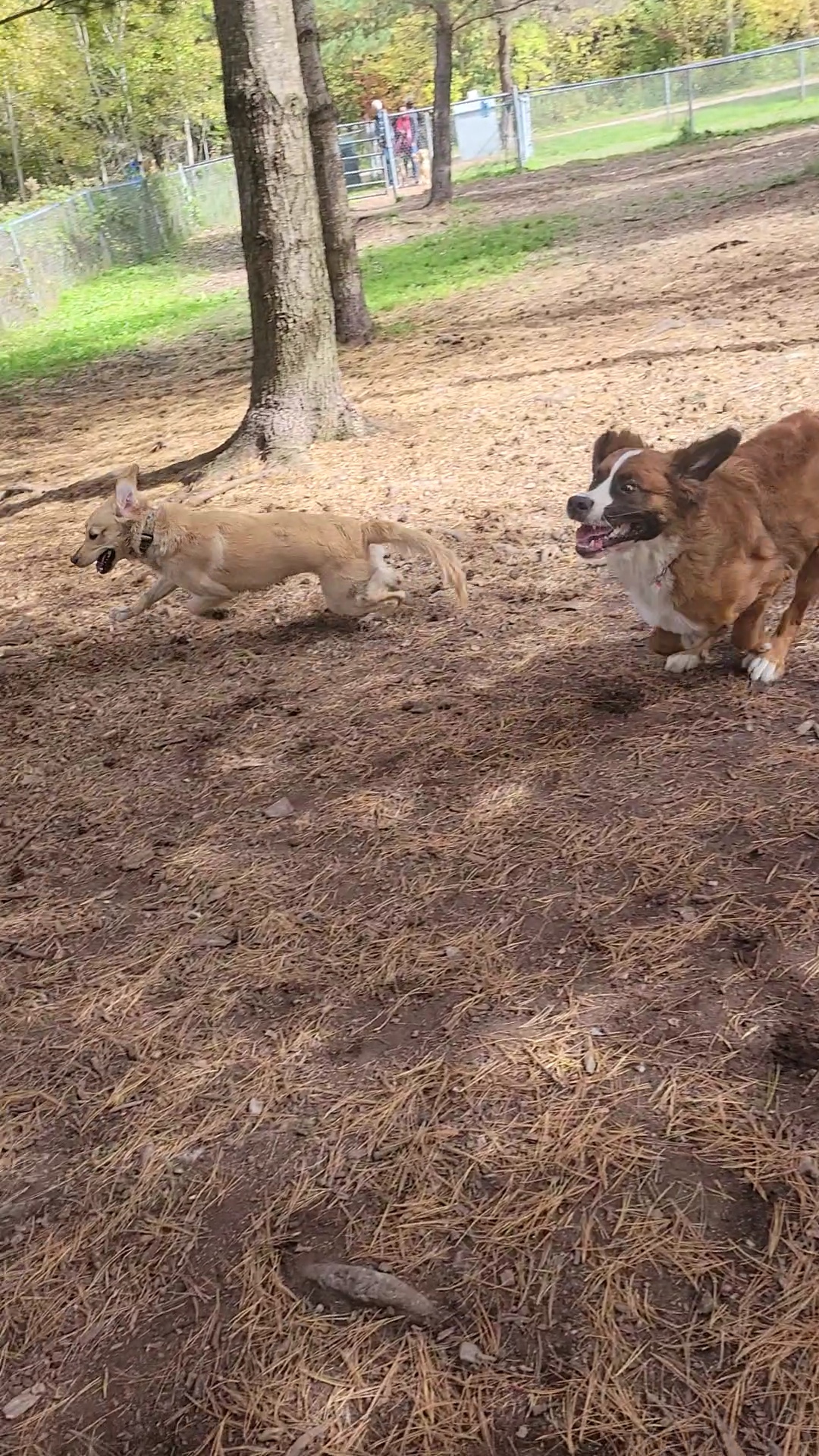 Freedom Dog Park - Huntsville