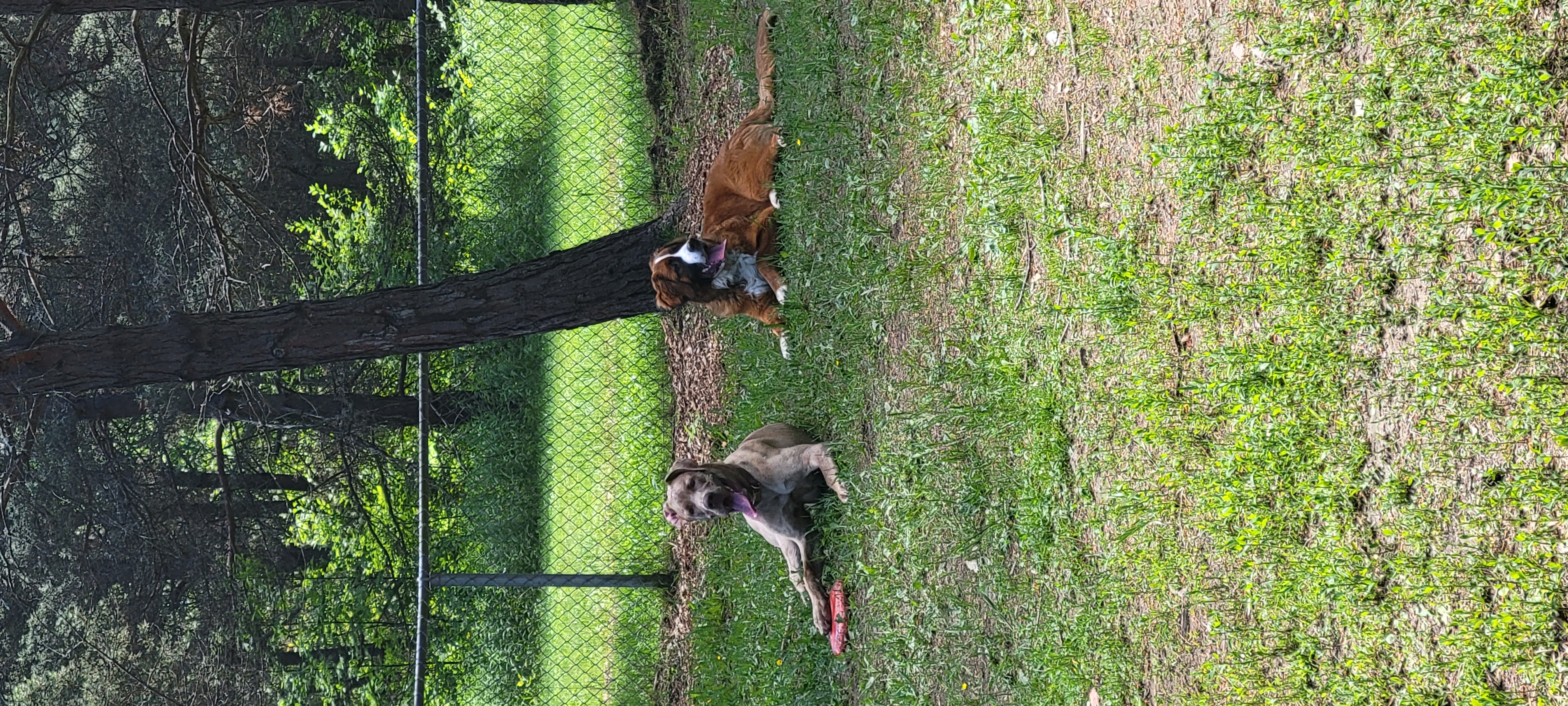 Freedom Dog Park - Huntsville