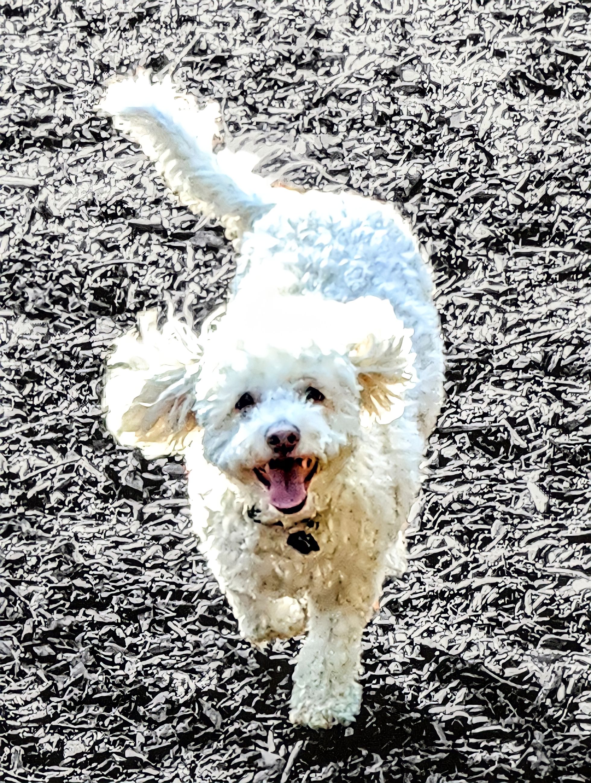 Hume Park Off-Leash Dog Park