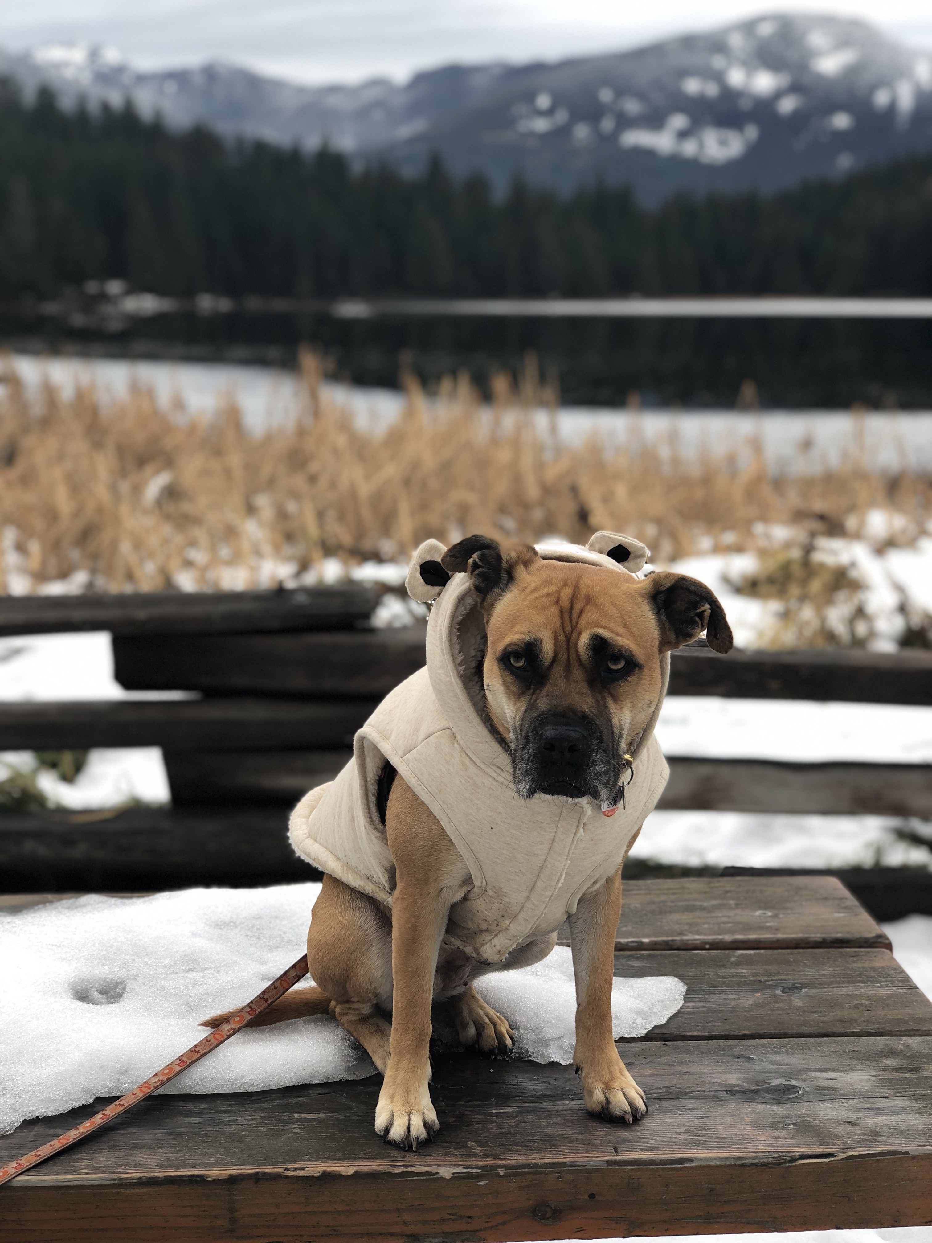 Canine Cove, Whistler