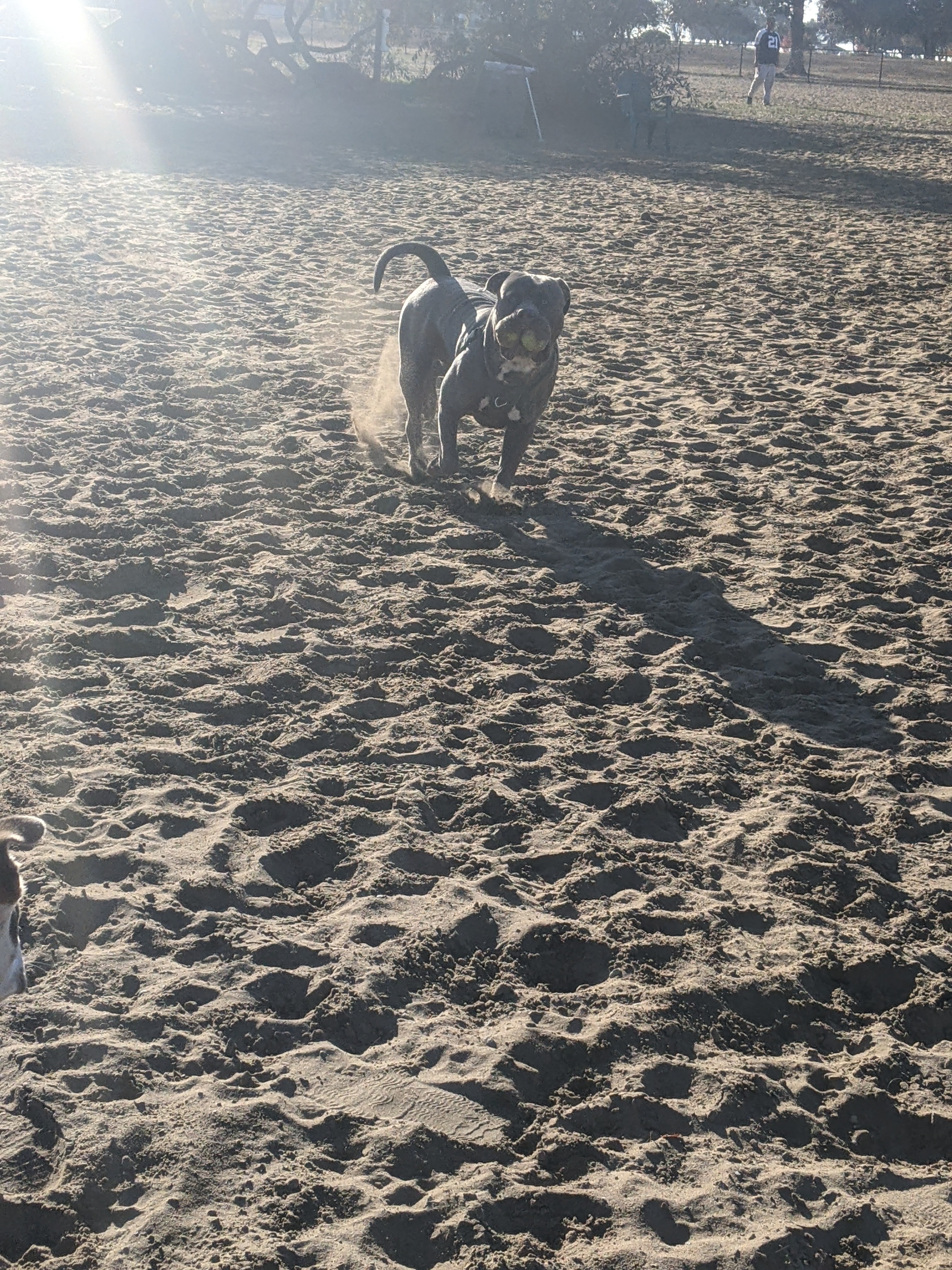 Alameda Dog Park