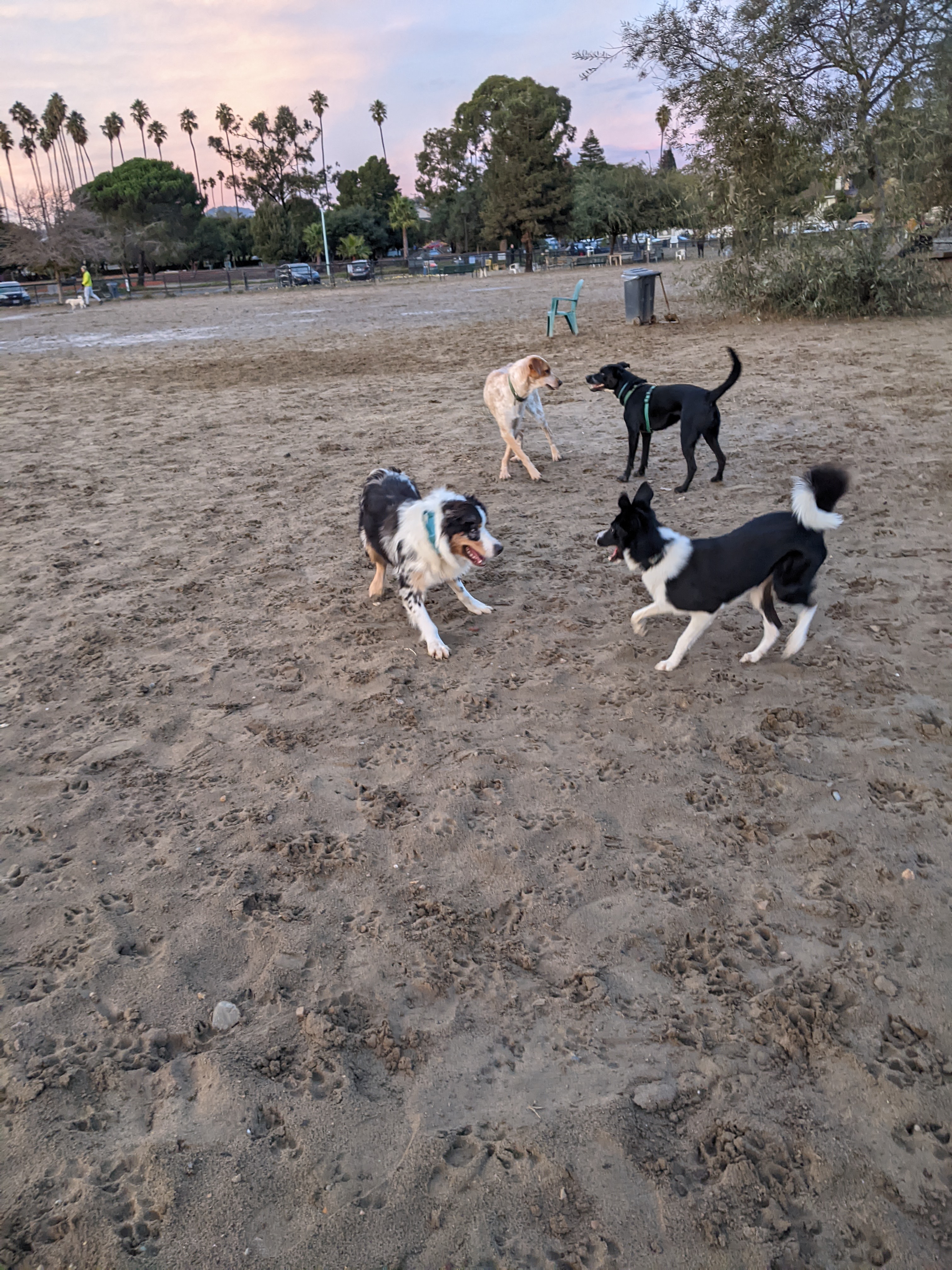 Alameda Dog Park