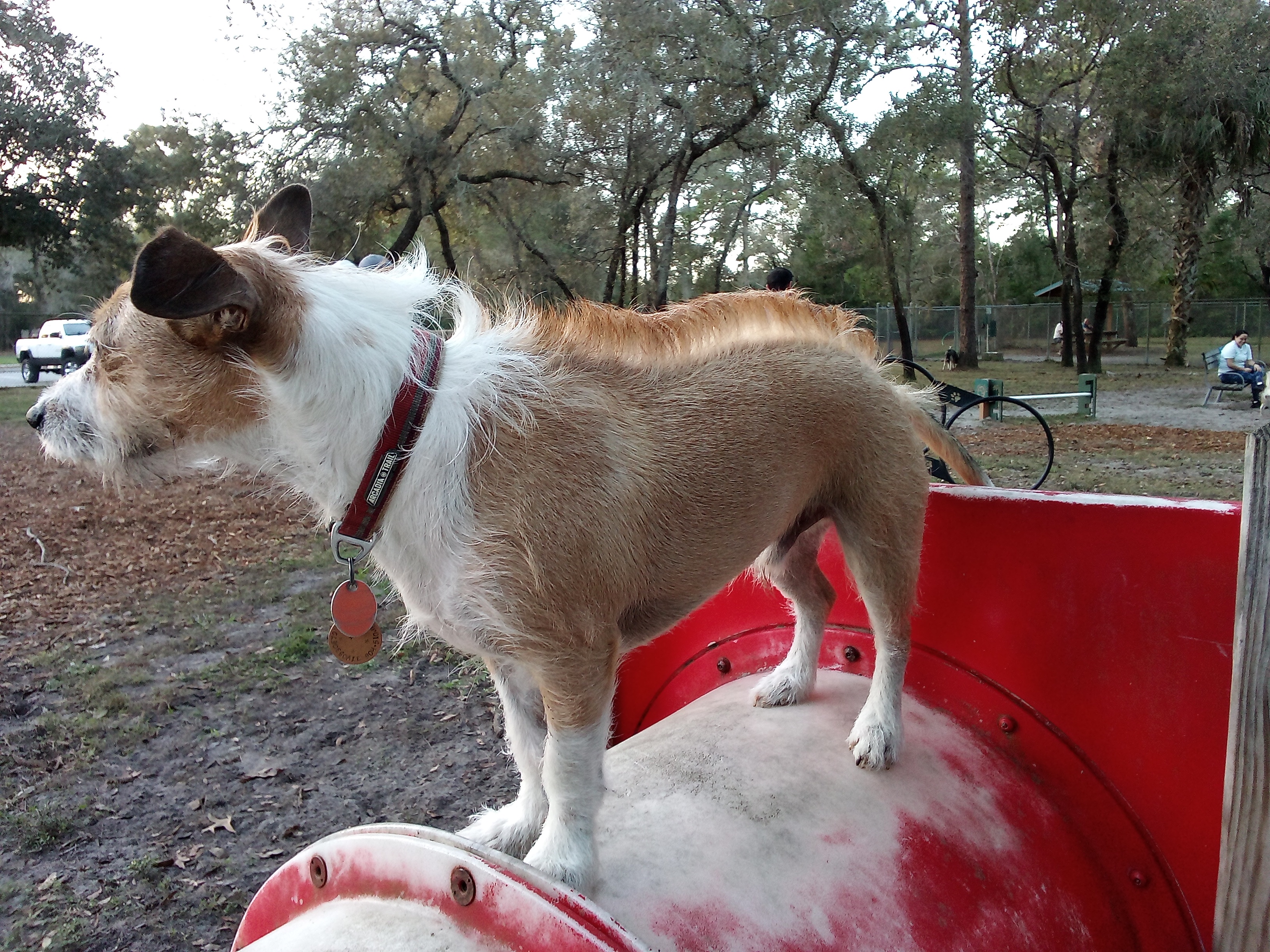 Rotary Centennial Dog Park