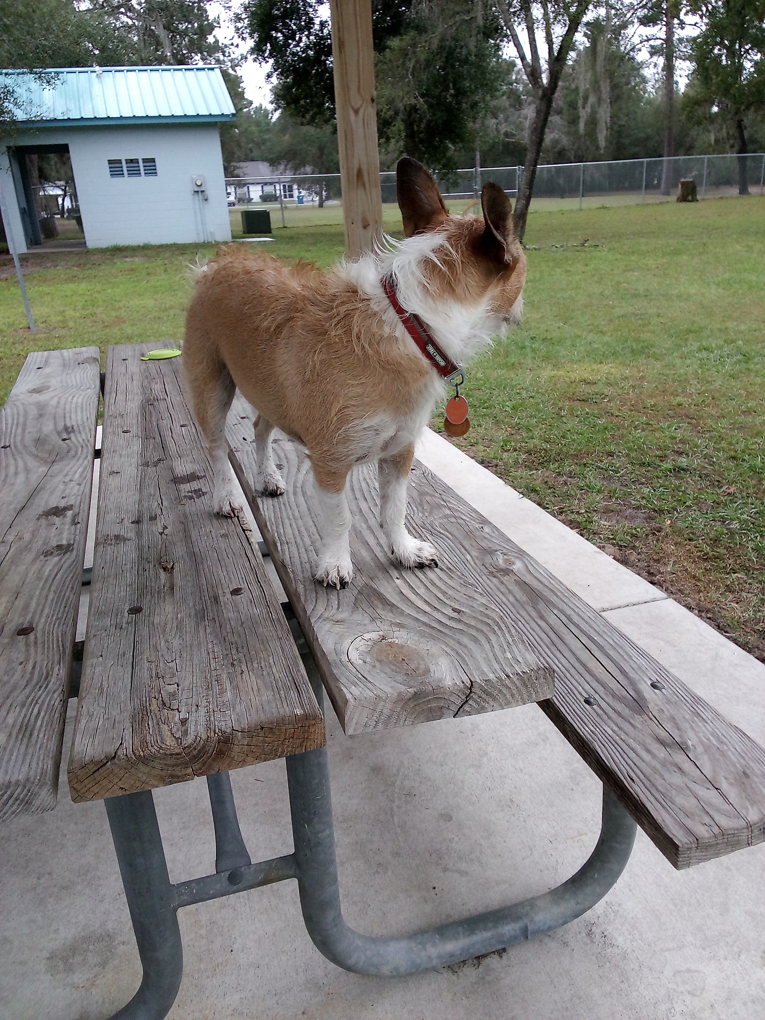 Rotary Centennial Dog Park