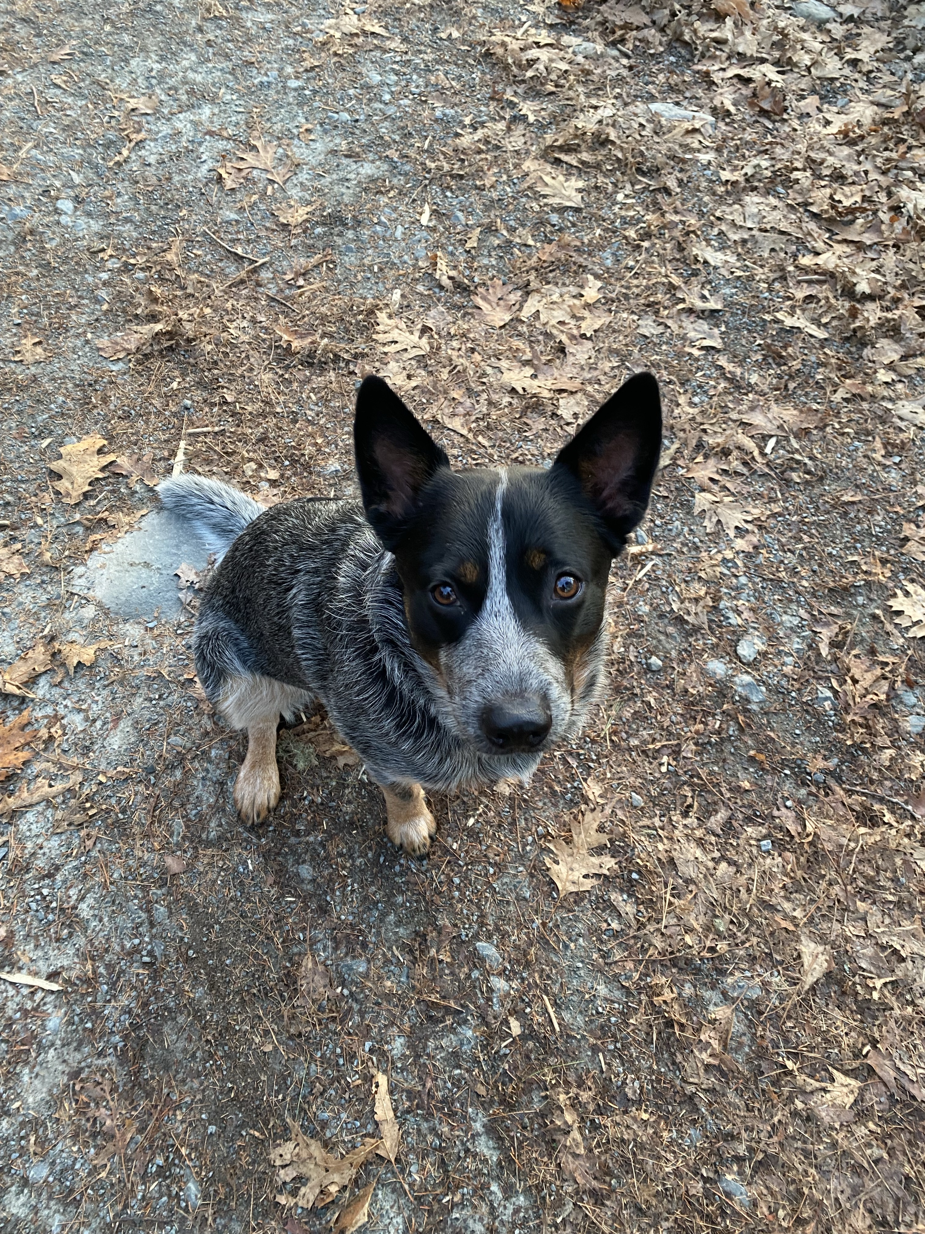 Shubie Off-Leash Dog Park