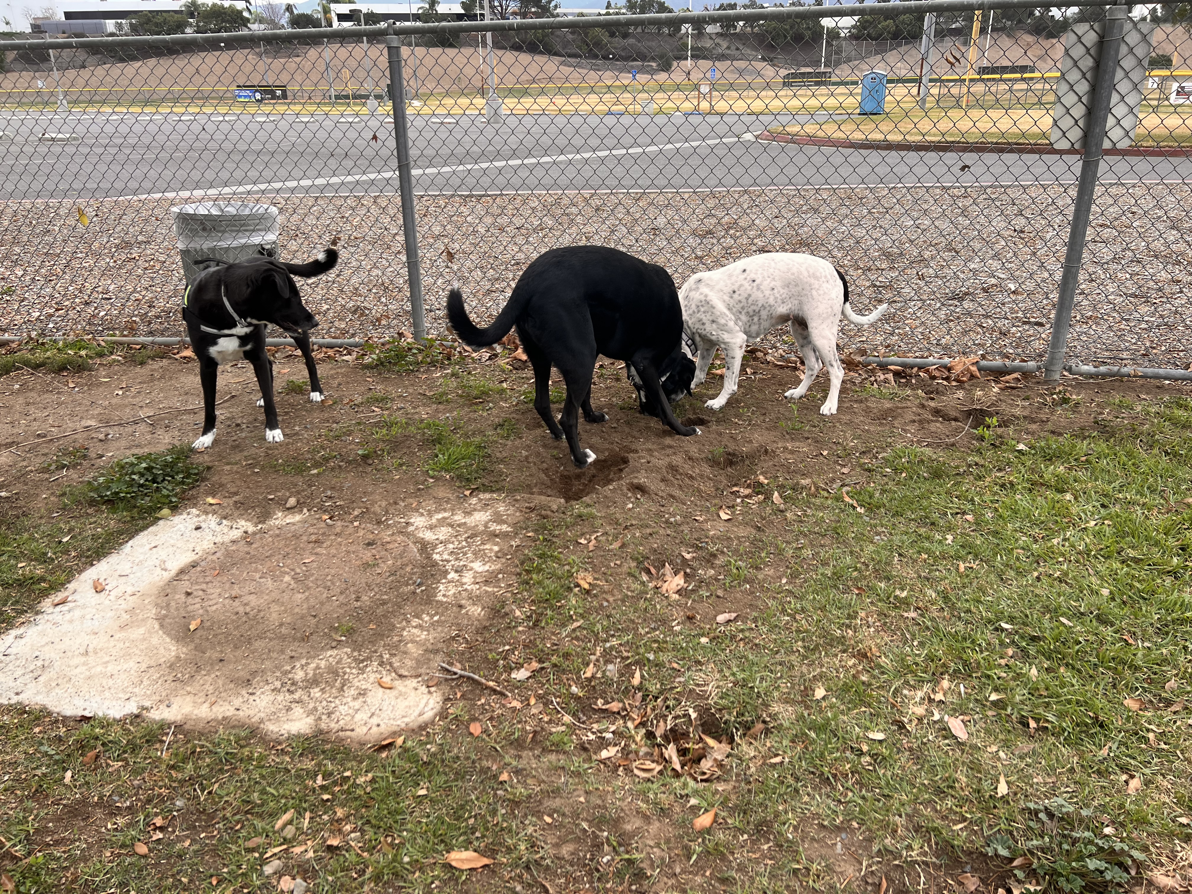 Corona Dog Park