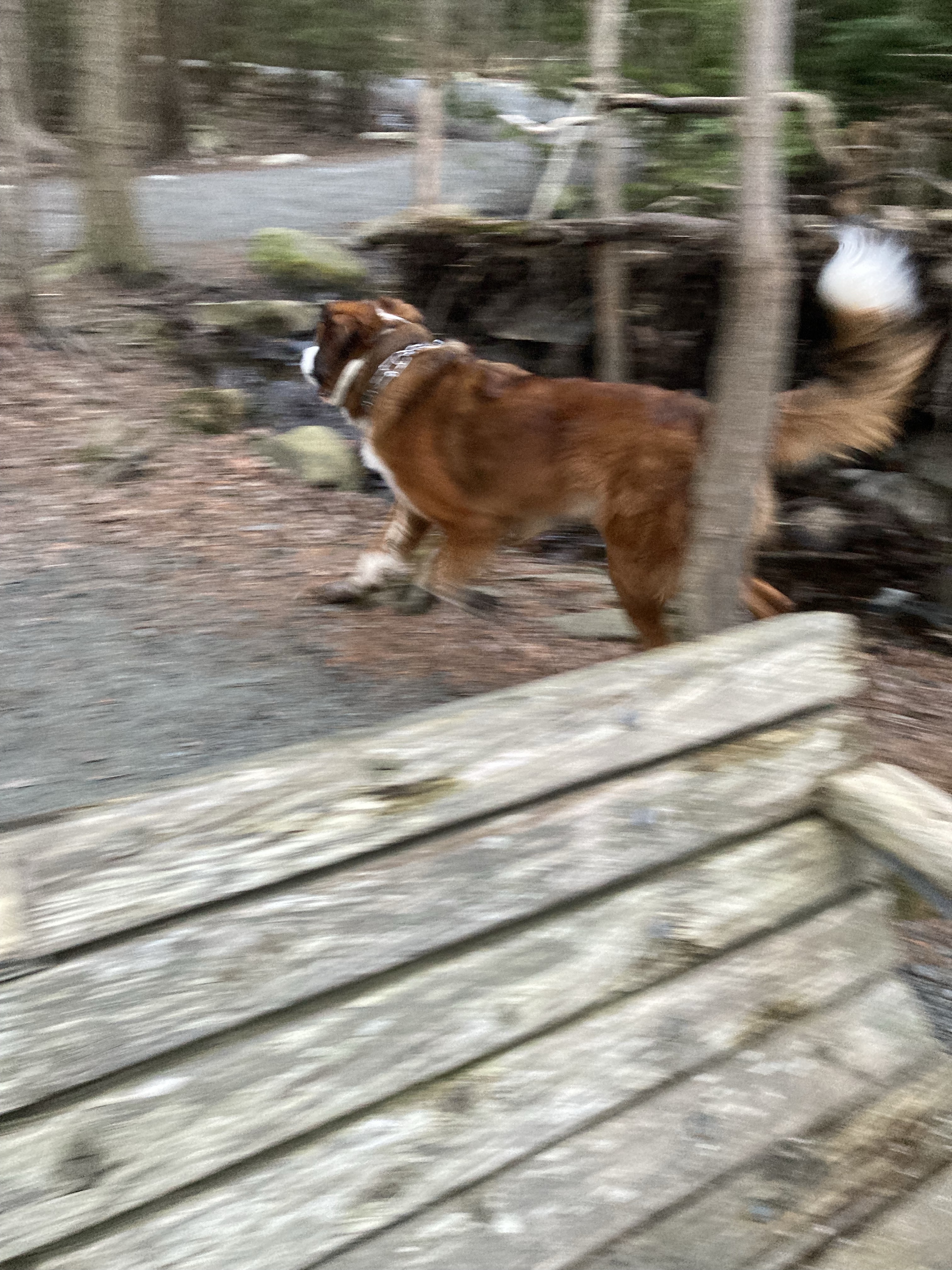 Shubie Off-Leash Dog Park